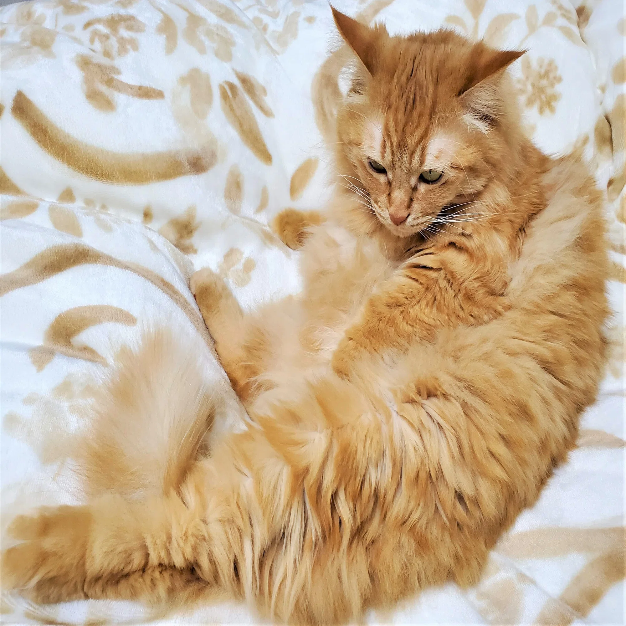 春雷に置き去り、ひとりぼっちだった茶トラ猫みっちゃん?｜猫好きの 