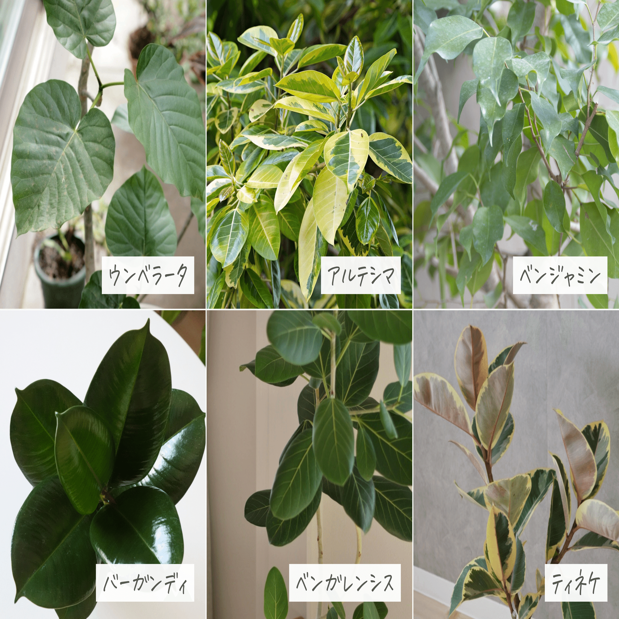 失敗しない、フィカス剪定の教科書｜かい | 150の観葉植物に囲まれた暮らし