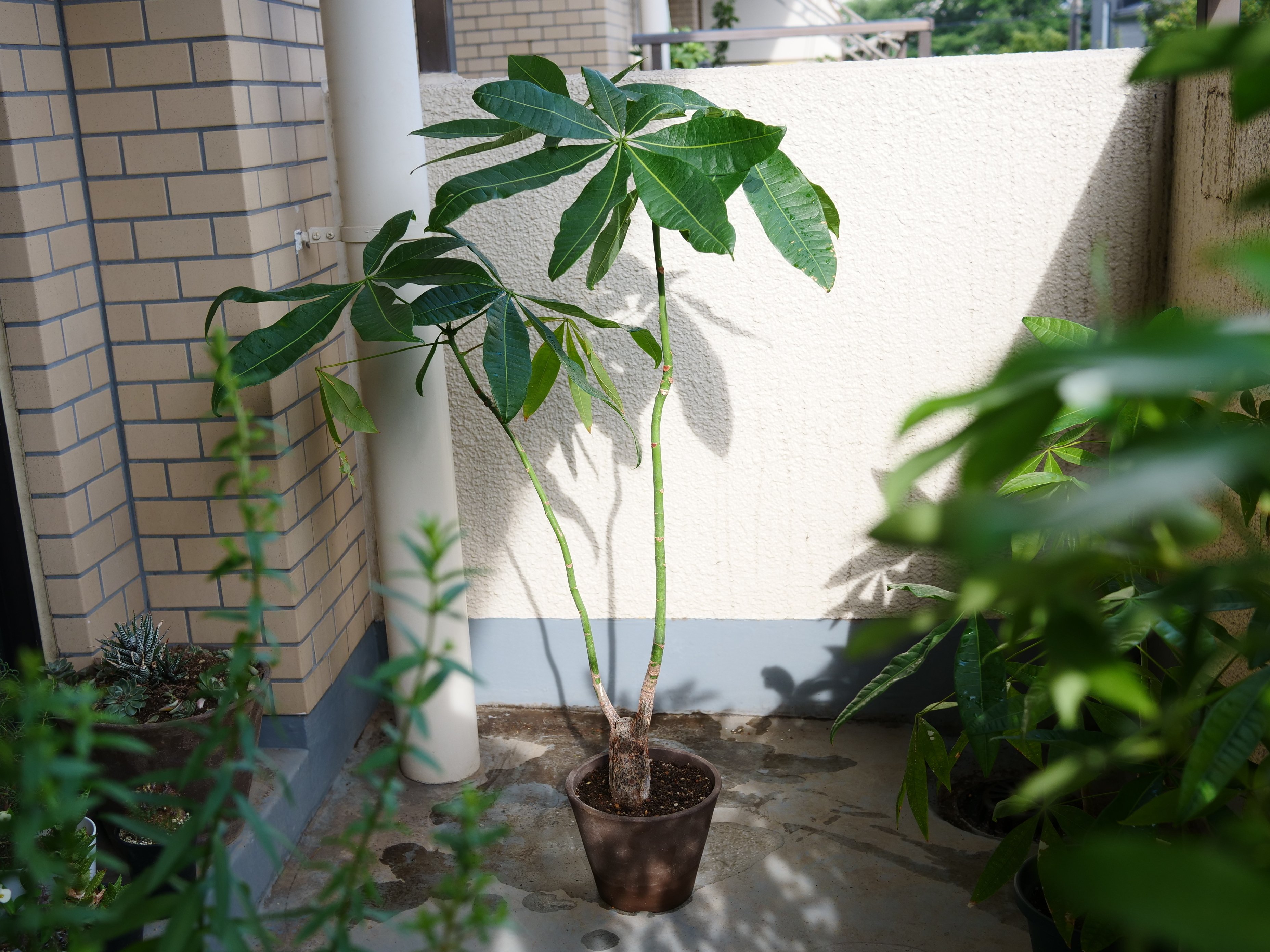 パッとしないパキラの正体がわかった｜ワタナベ