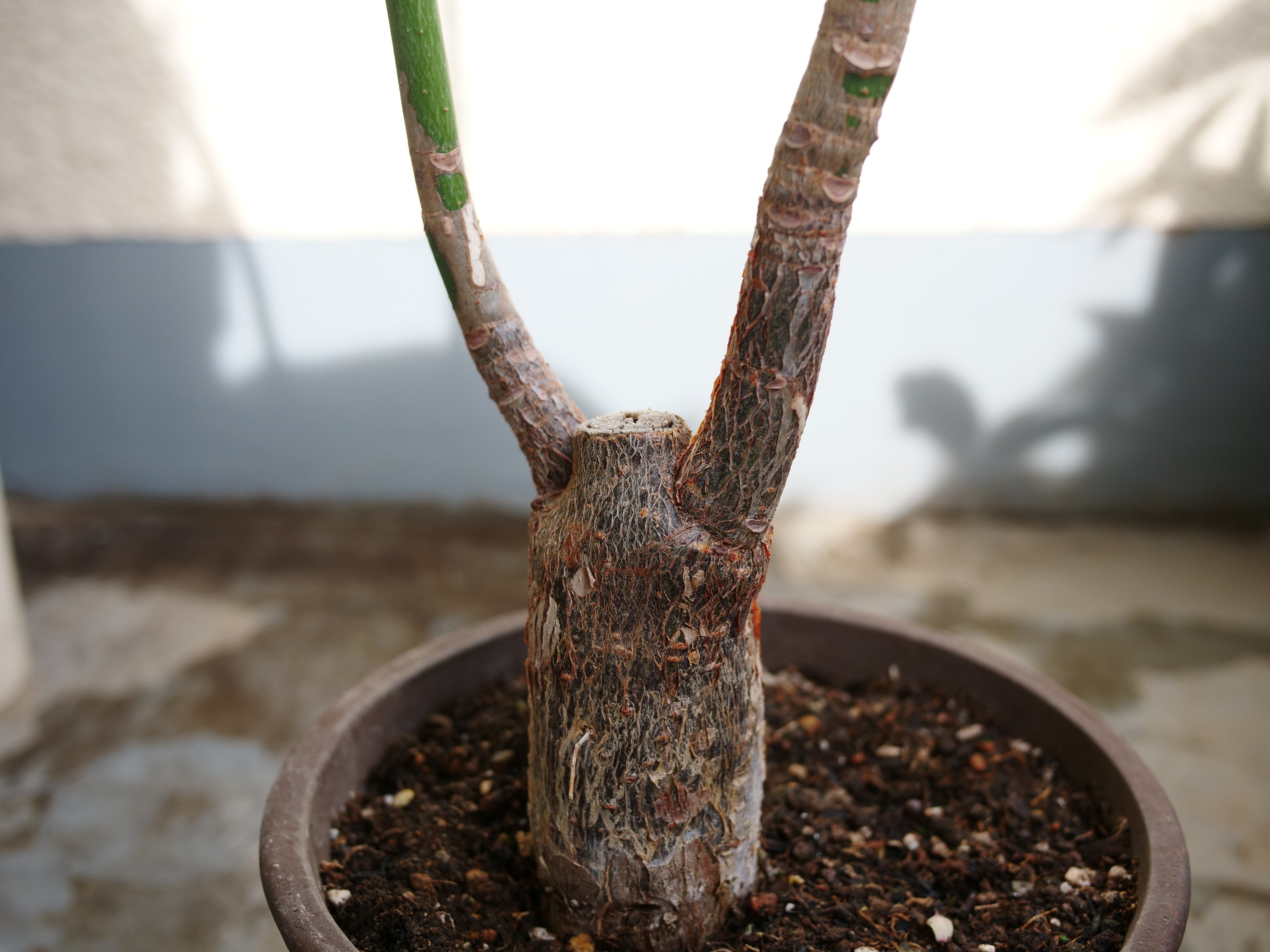 パッとしないパキラの正体がわかった｜ワタナベ