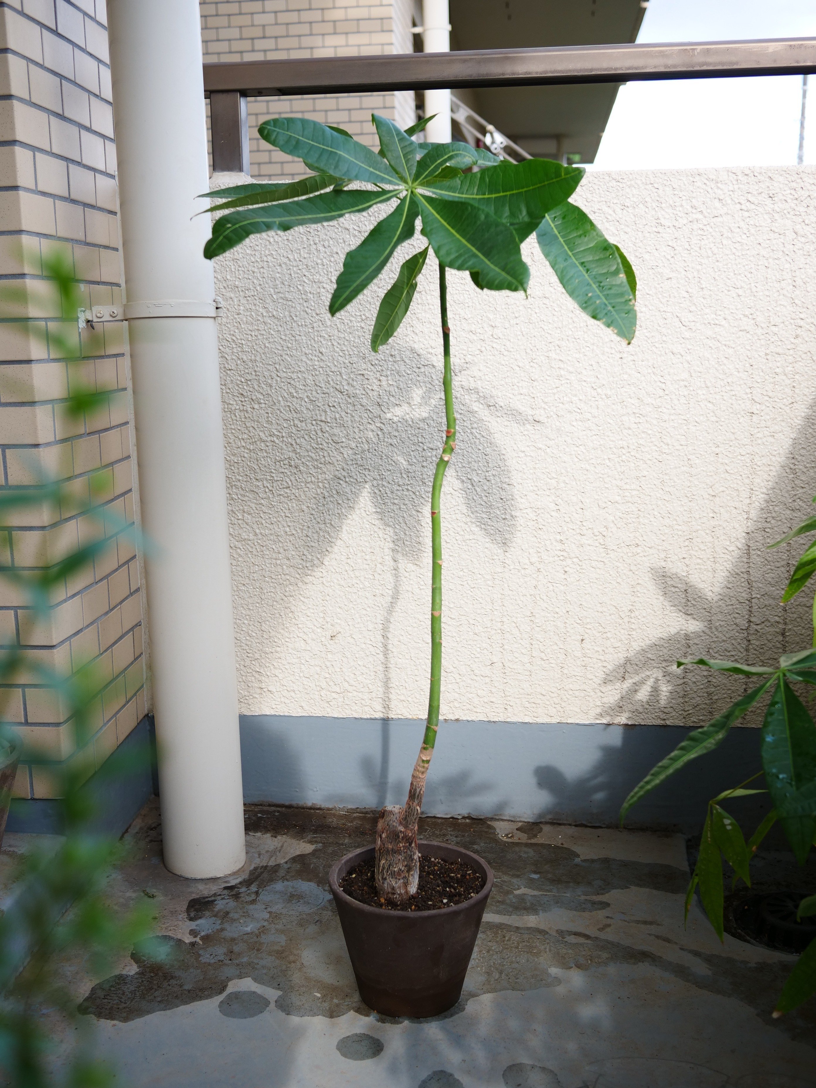 パッとしないパキラの正体がわかった｜ワタナベ