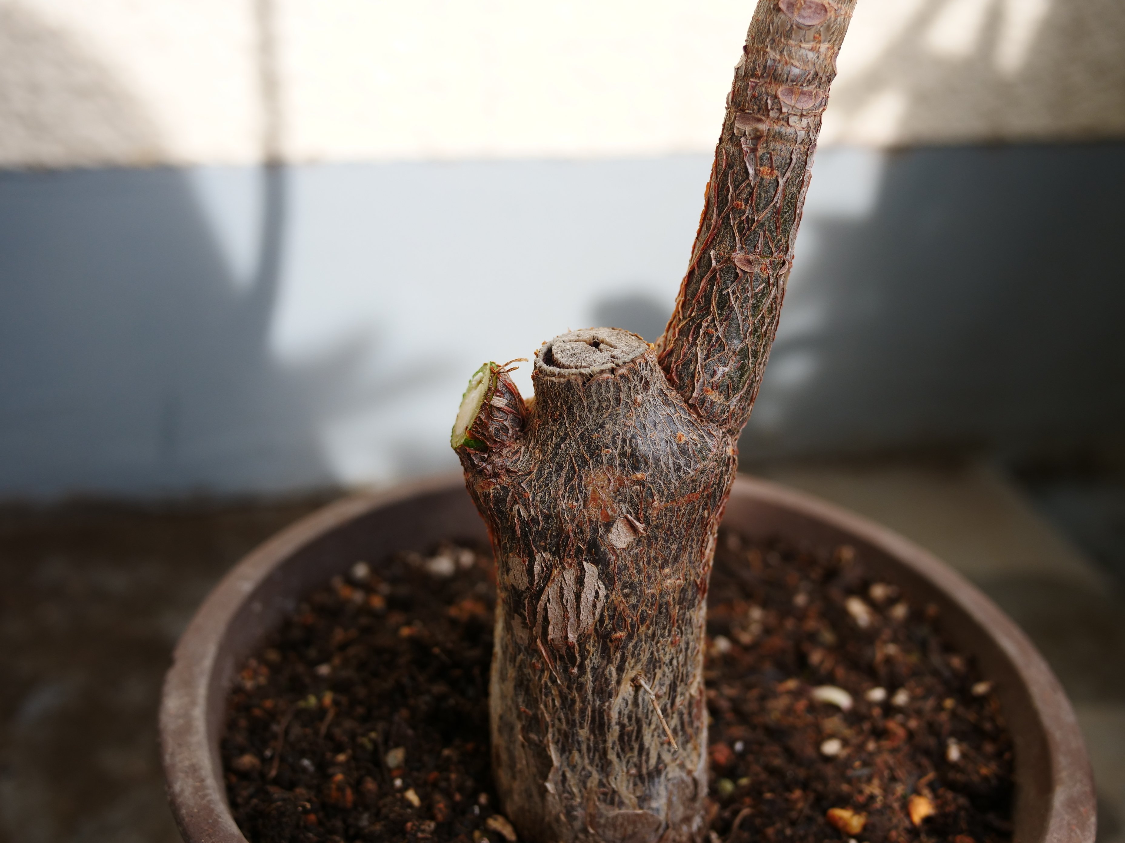 パッとしないパキラの正体がわかった｜ワタナベ