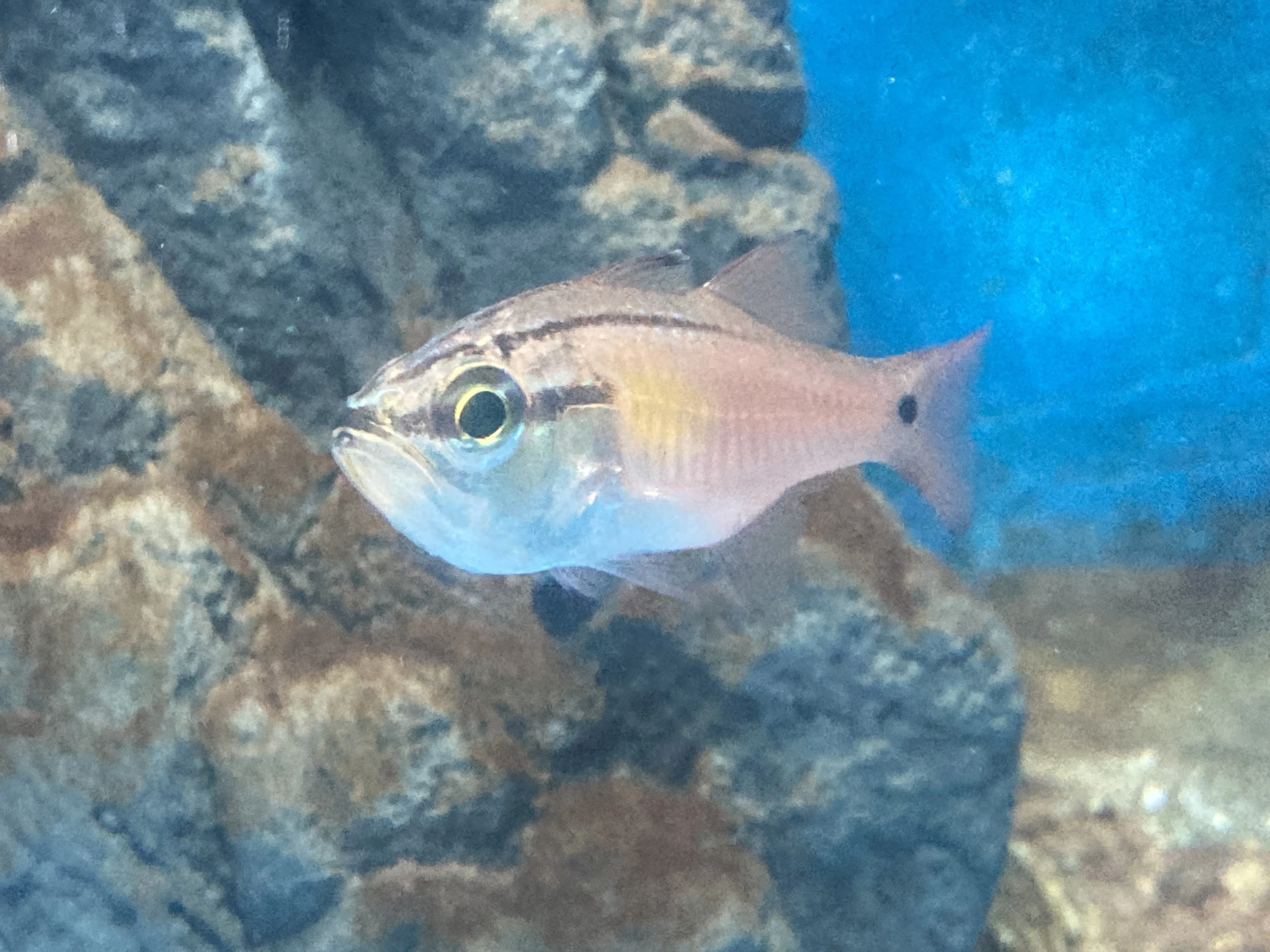 ネンブツダイ《展示動物解説》｜桂浜水族館 公式