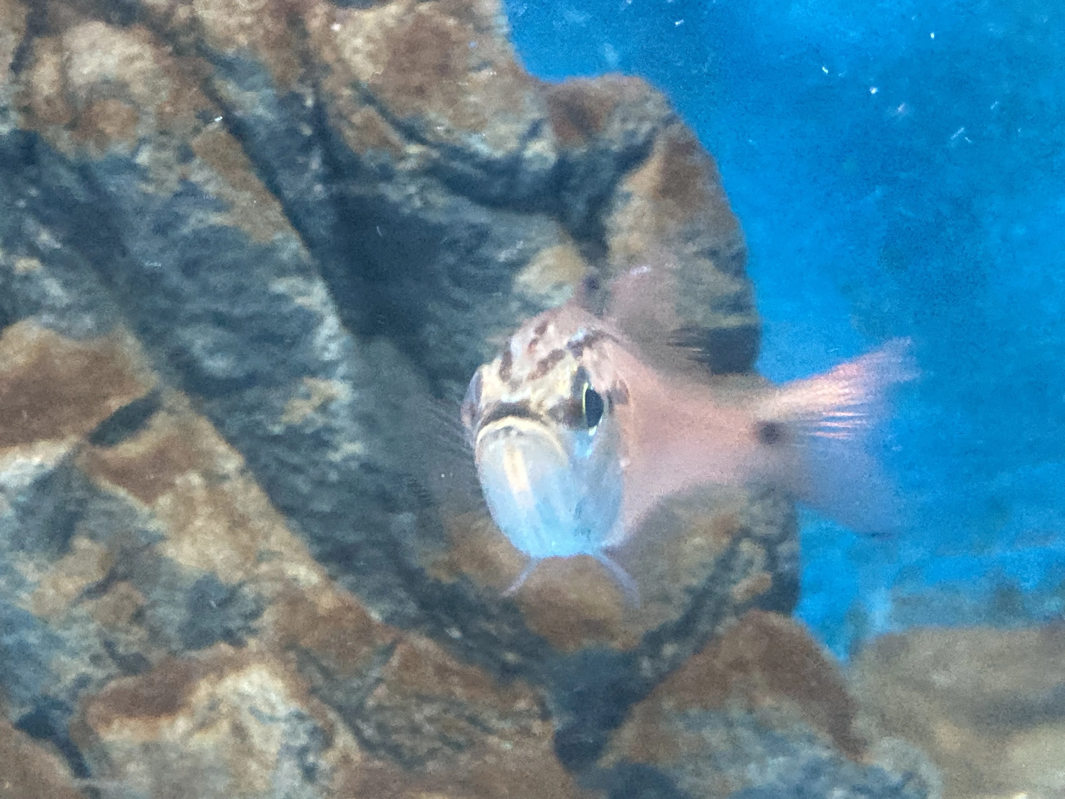 ネンブツダイ《展示動物解説》｜桂浜水族館 公式