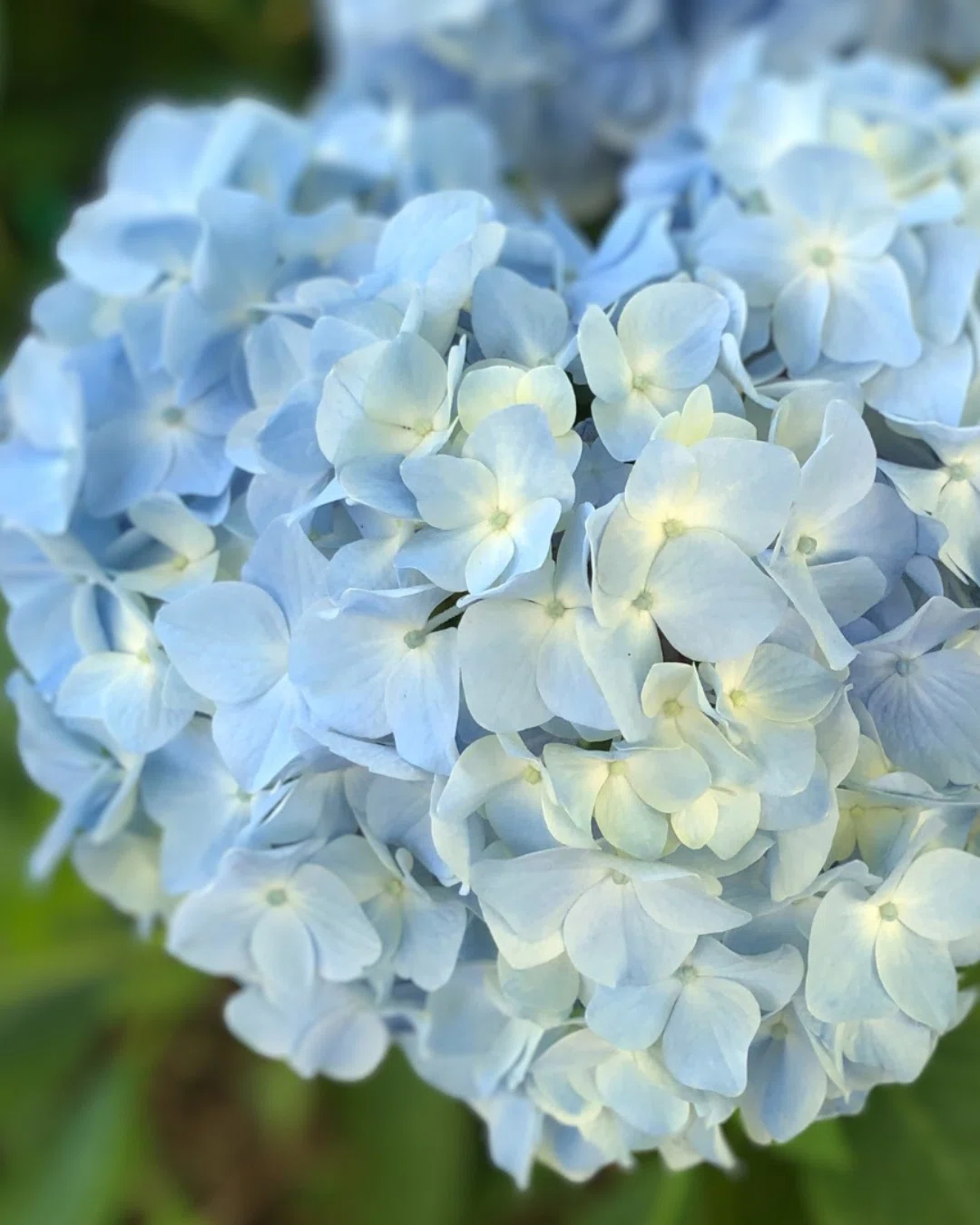 色んな種類の紫陽花｜mayumi