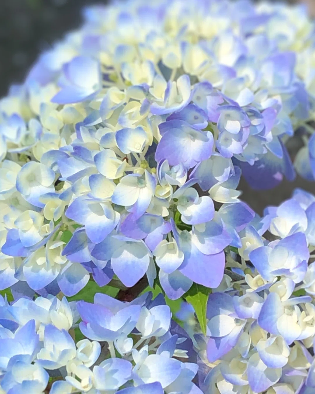 色んな種類の紫陽花｜mayumi