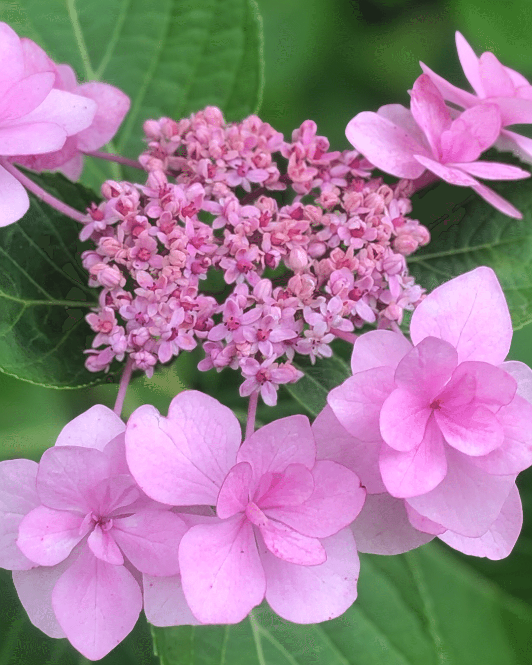 華やかな覆輪紫陽花 色んな種類の紫陽花｜mayumi