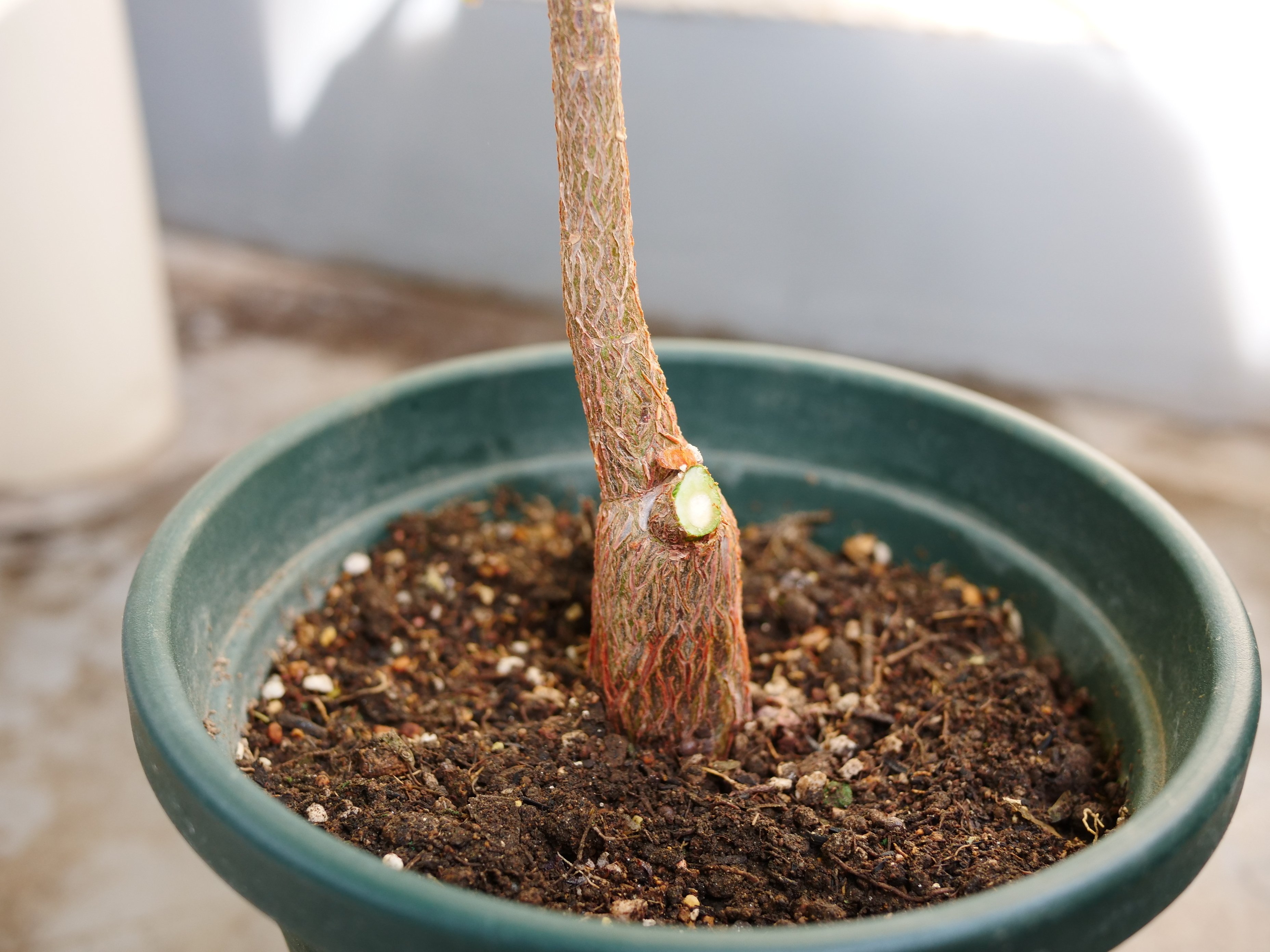 パッとしないパキラの正体がわかった｜ワタナベ