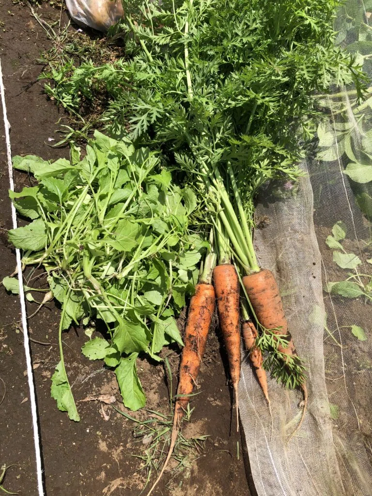 The Significance of Renting a Community Garden to Grow Vegetables ...