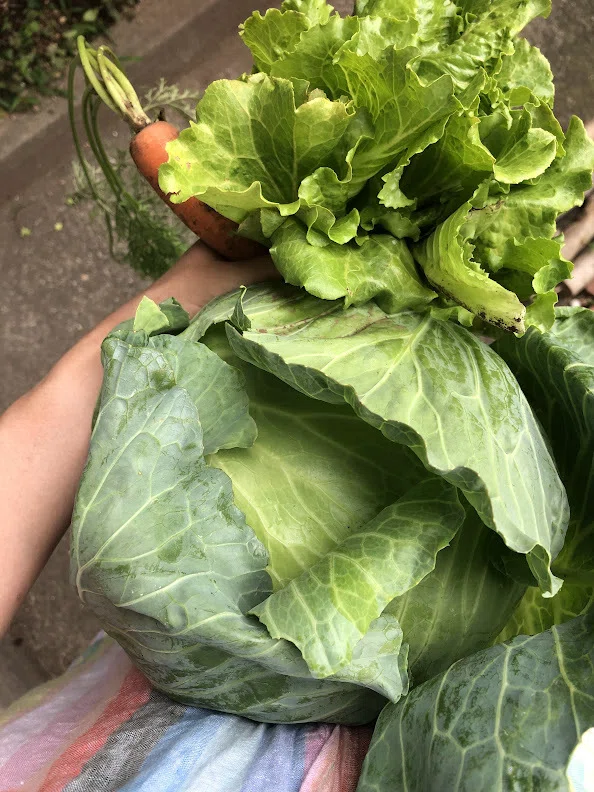 The Significance of Renting a Community Garden to Grow Vegetables ...