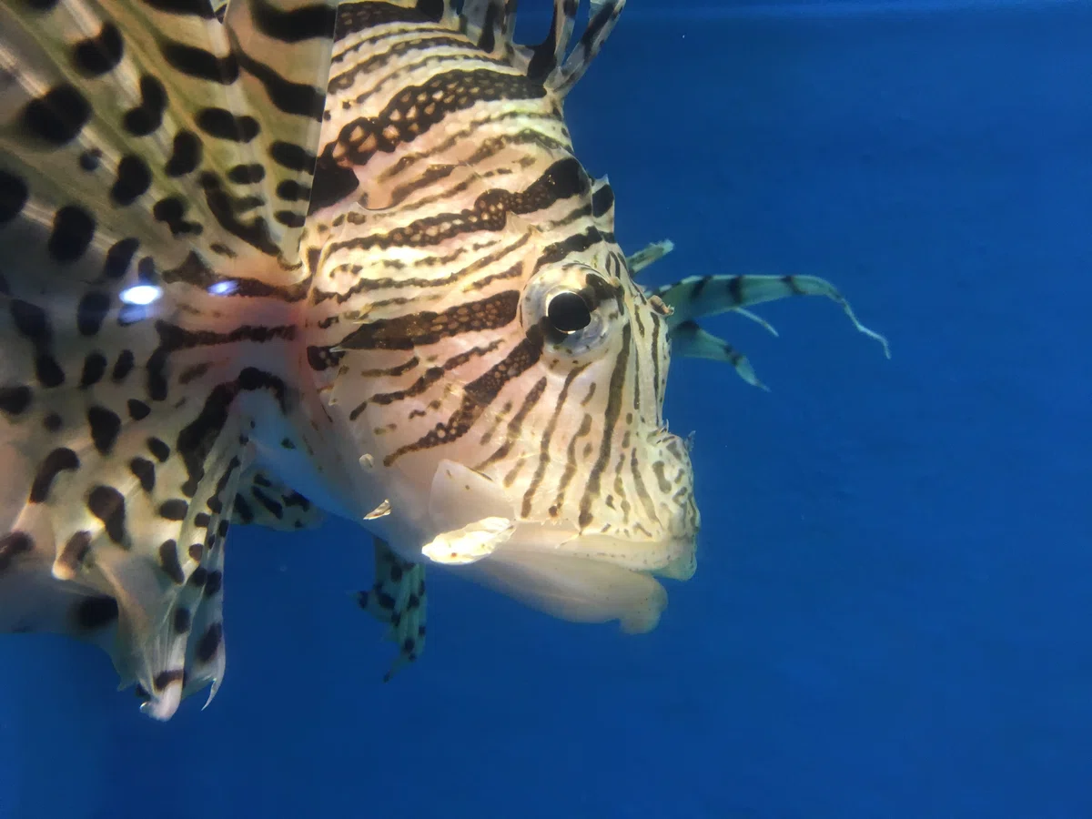 ミノカサゴ《展示動物解説》｜桂浜水族館 公式