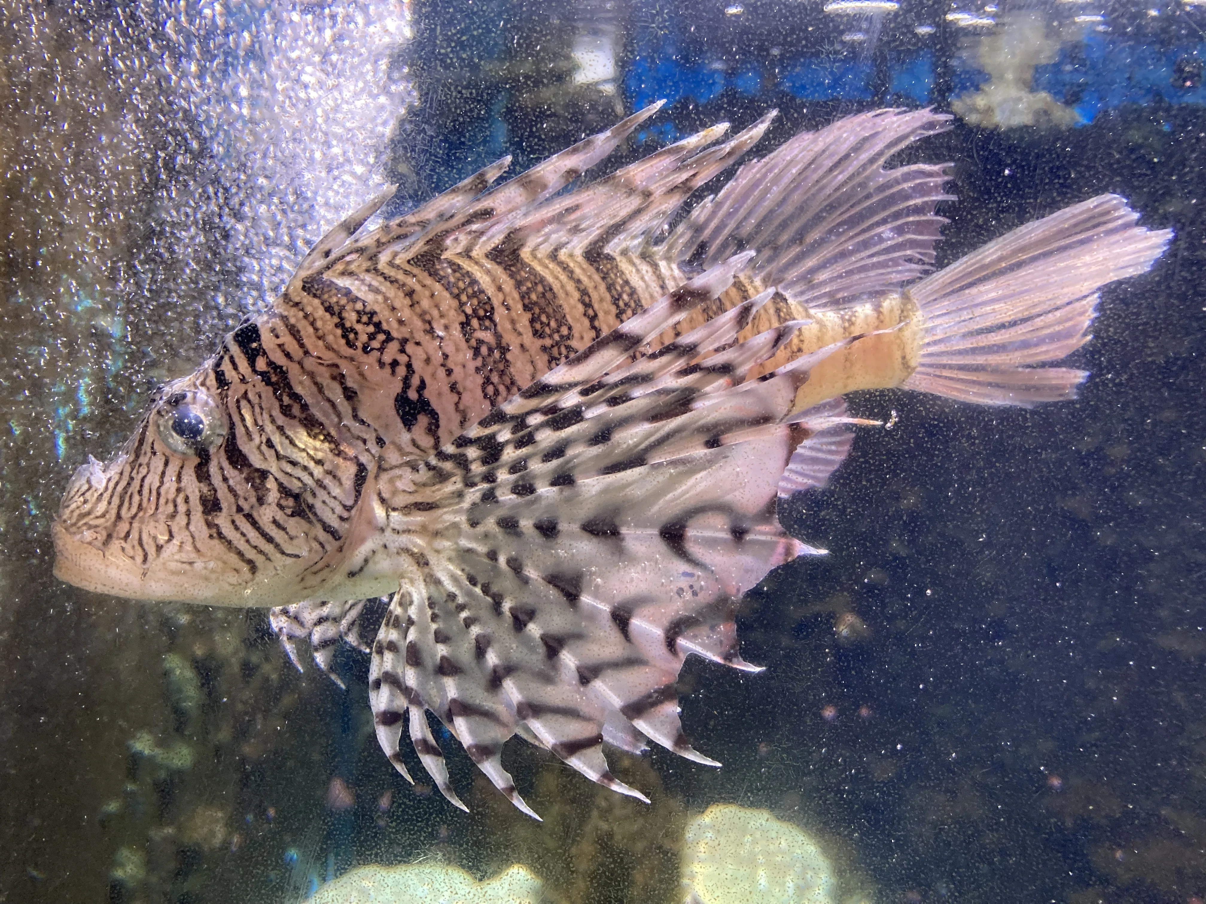 ミノカサゴ《展示動物解説》｜桂浜水族館 公式