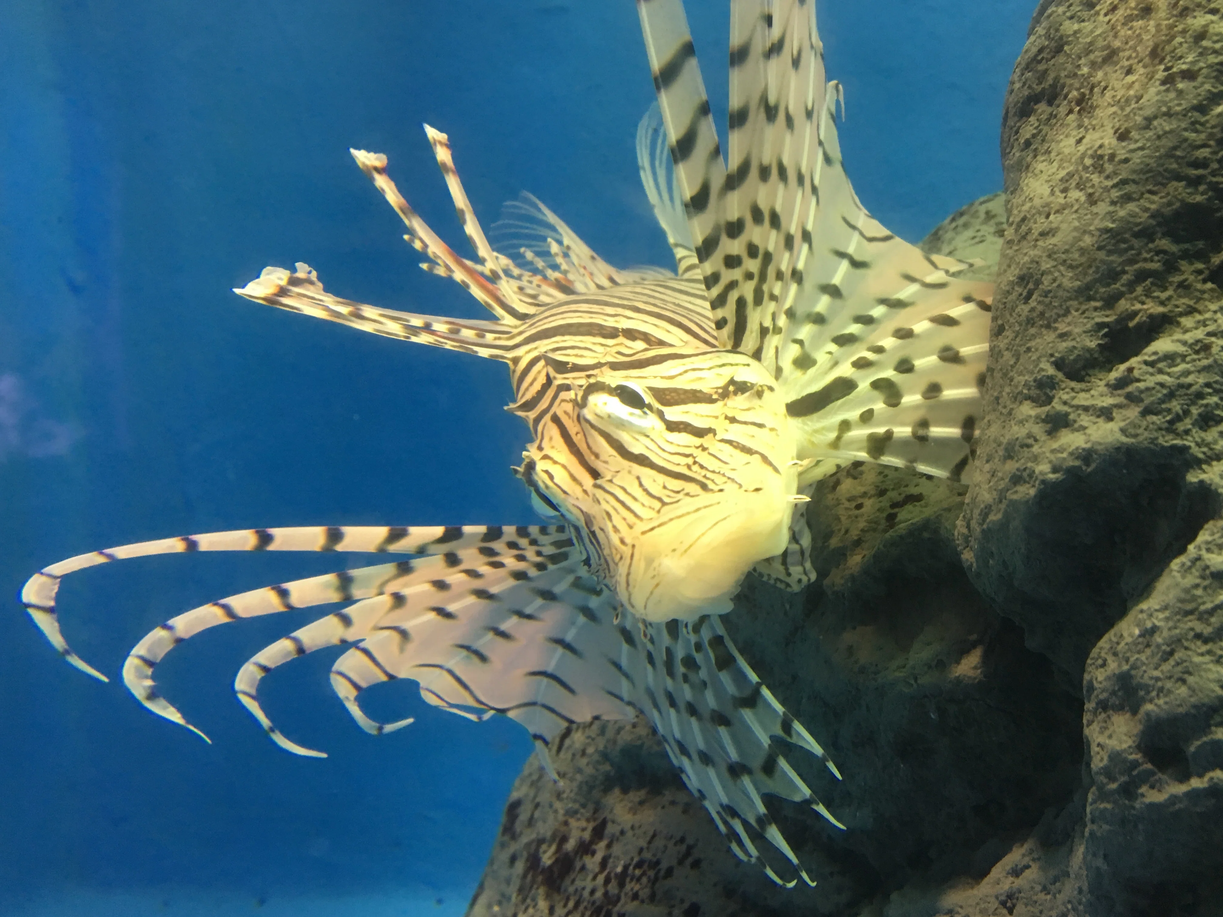 ステンドグラス（ミノカサゴ置物❄プロフ必読 ミノカサゴ《展示動物解説》｜桂浜水族館 公式