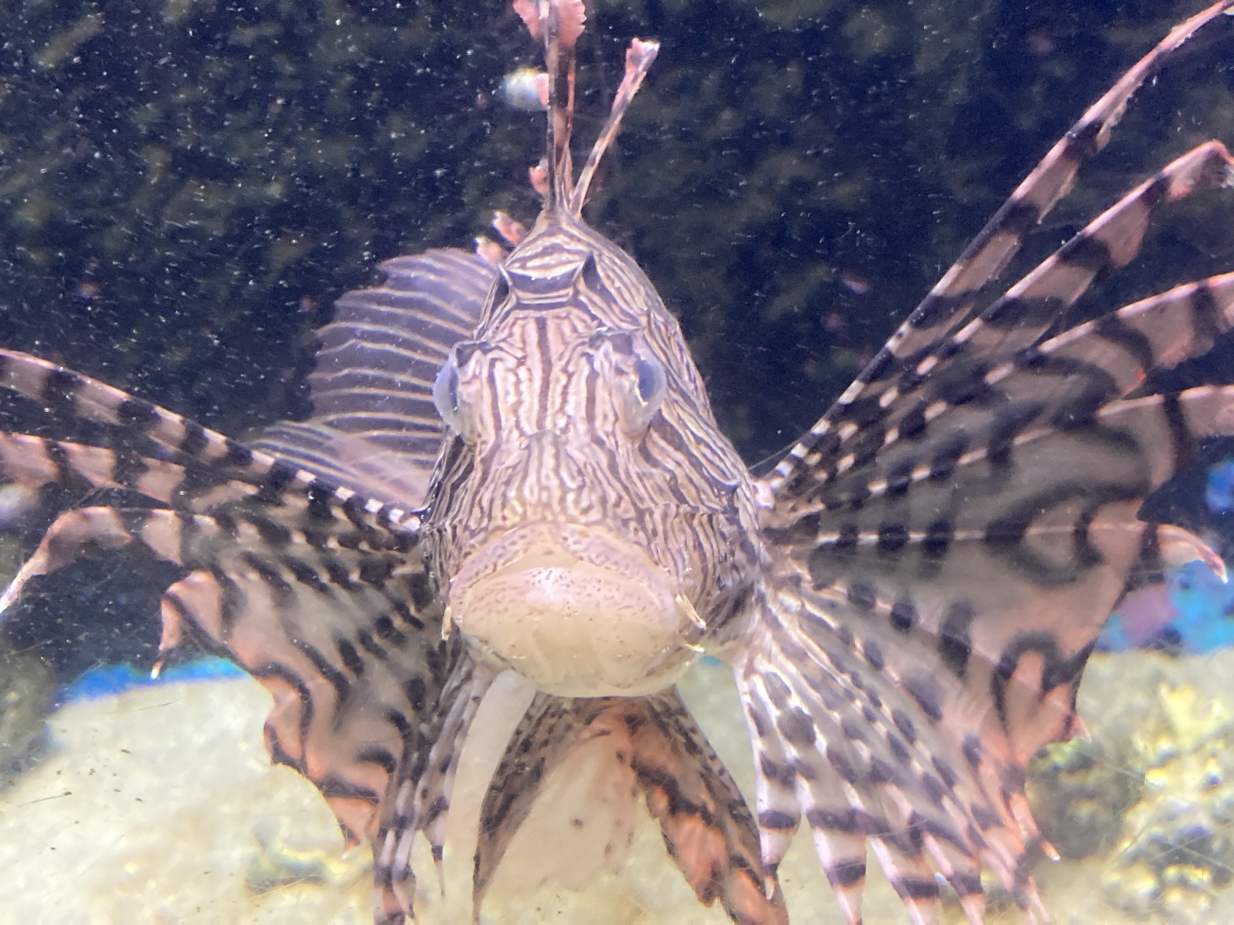 ステンドグラス（ミノカサゴ置物❄プロフ必読 ミノカサゴ《展示動物解説》｜桂浜水族館 公式