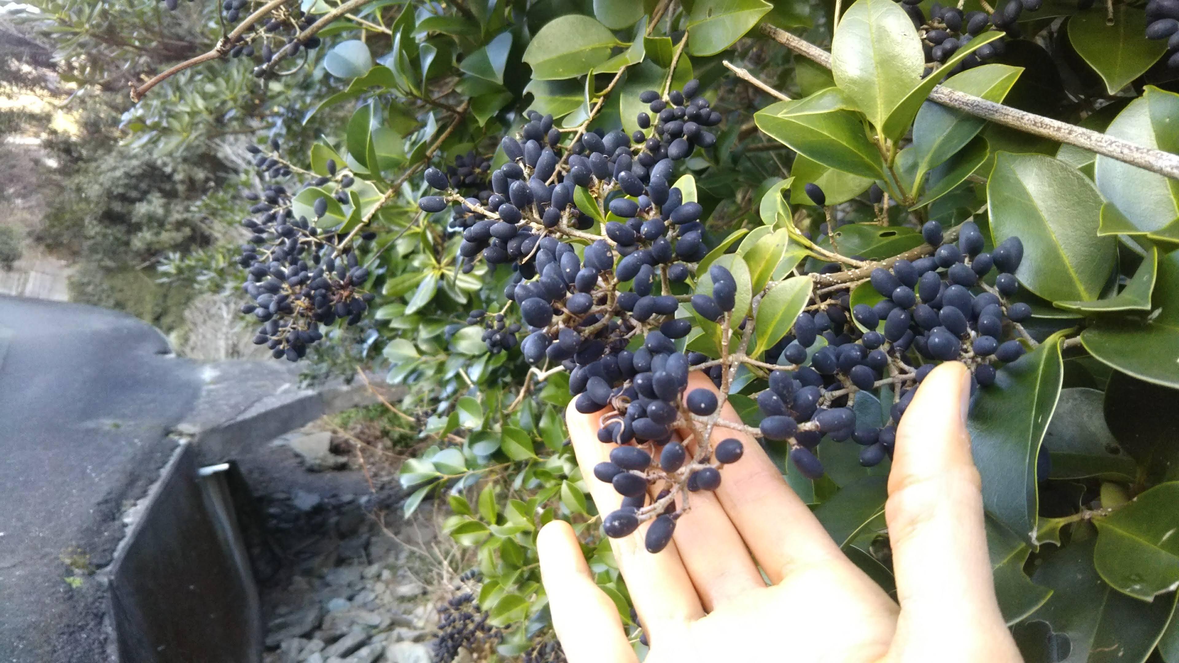 トウネズミモチ トウネズミモチ の特徴と育て方 | 苗木部の部室 〜苗木、