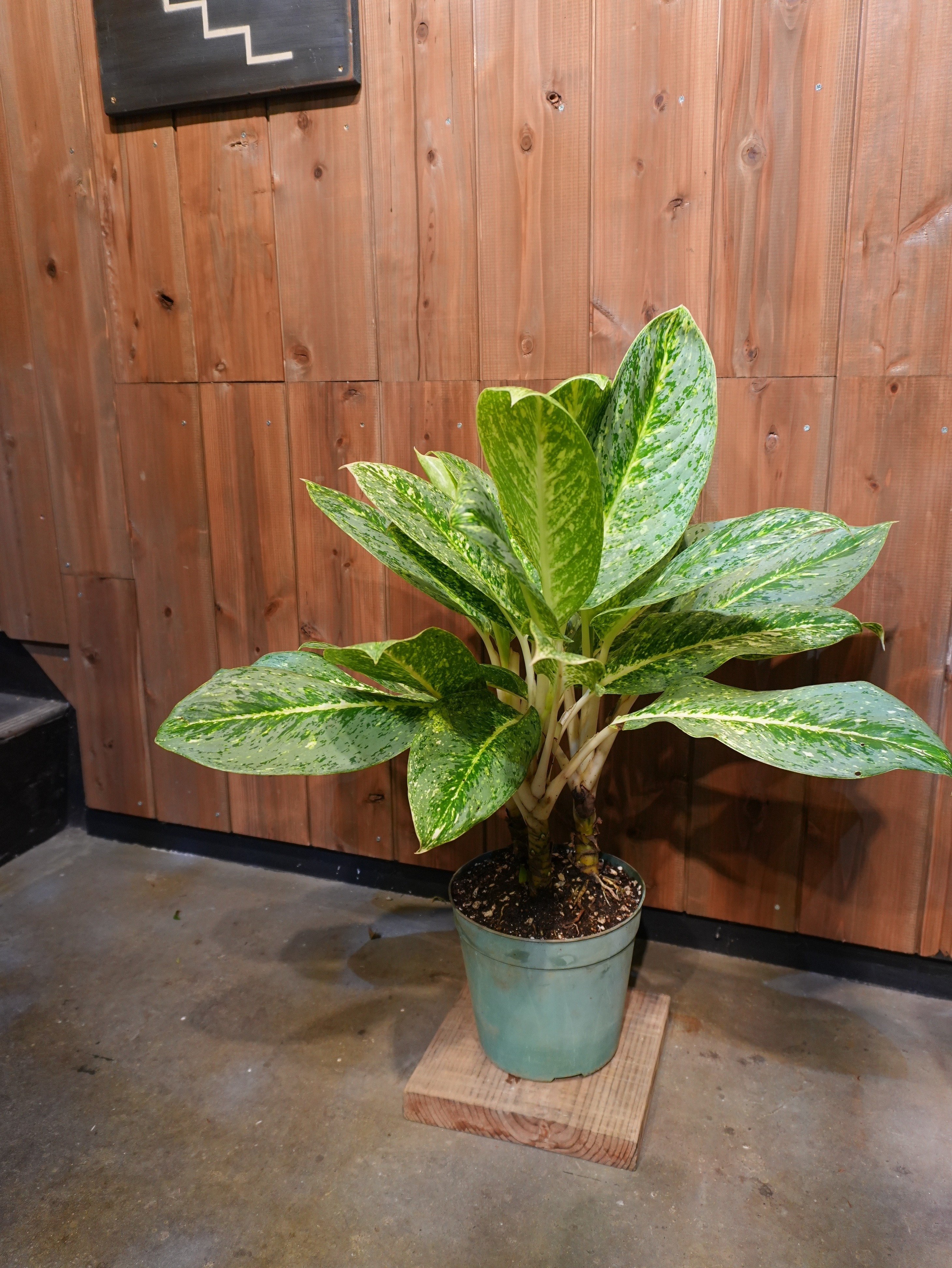 アグラオネマの育て方｜花屋のラフ