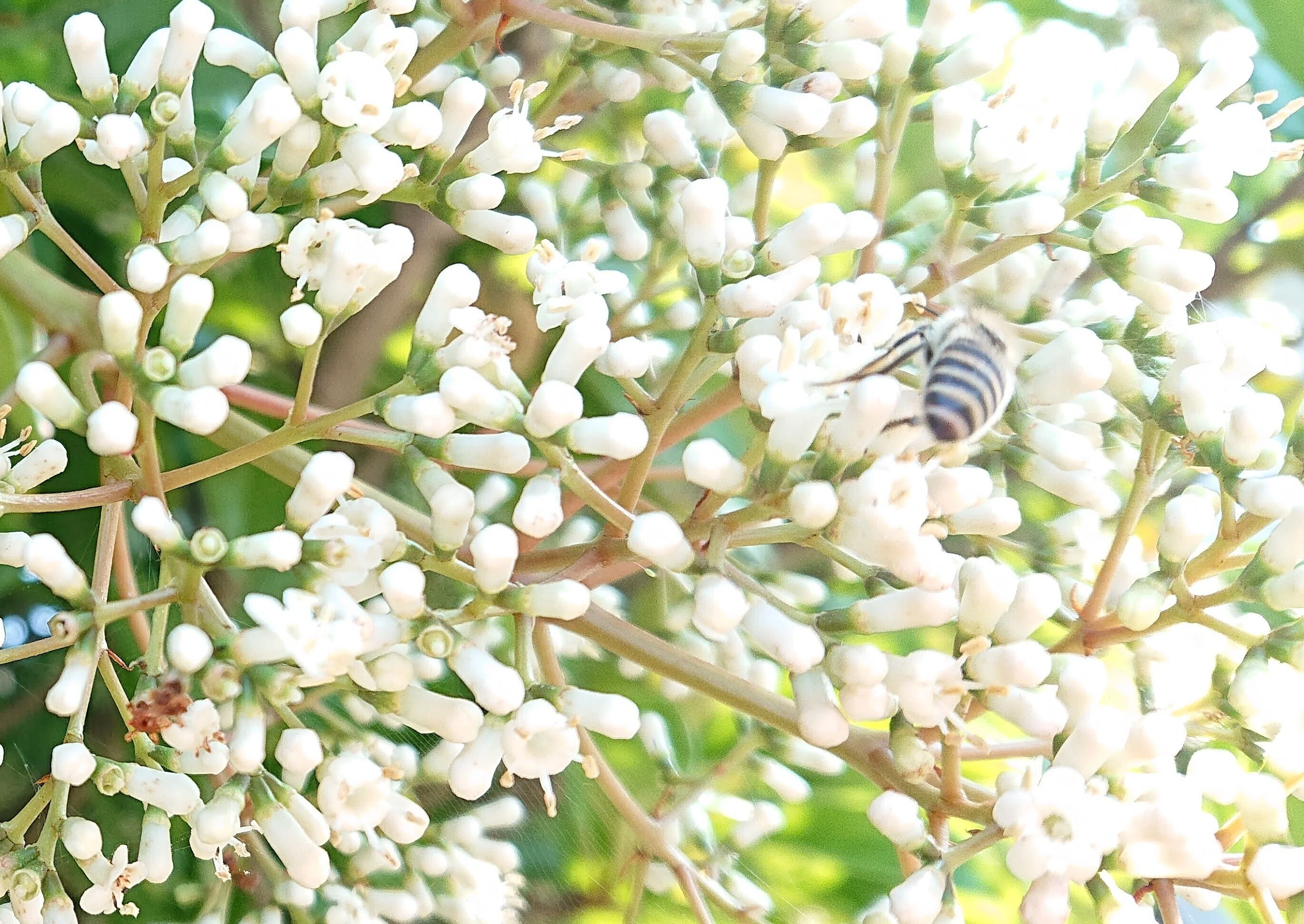 花とミツバチと回文】ネズミモチ（トウネズミモチ）｜ぱぴりお(虫と回文)