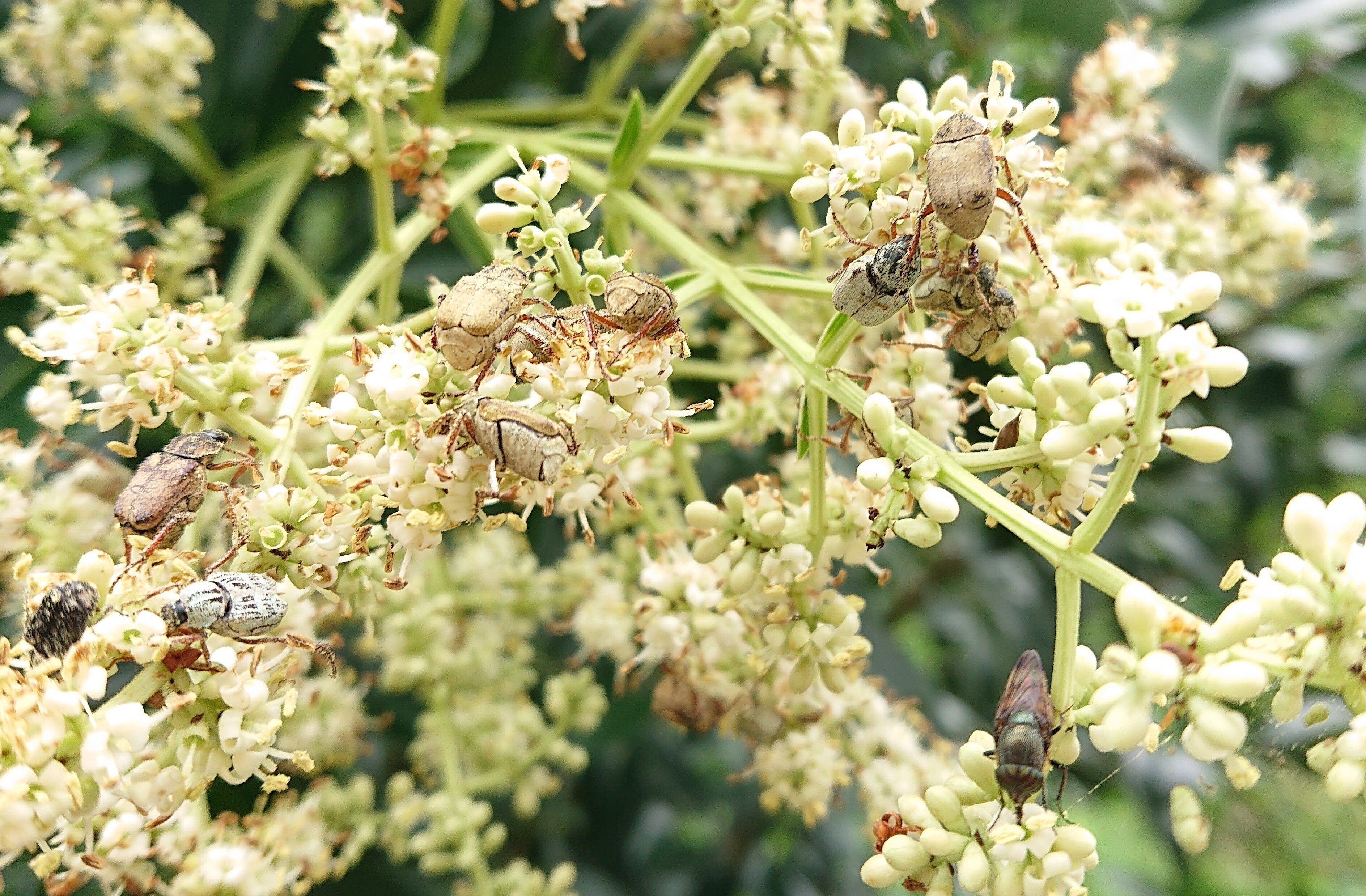 花とミツバチと回文】ネズミモチ（トウネズミモチ）｜ぱぴりお(虫と回文)