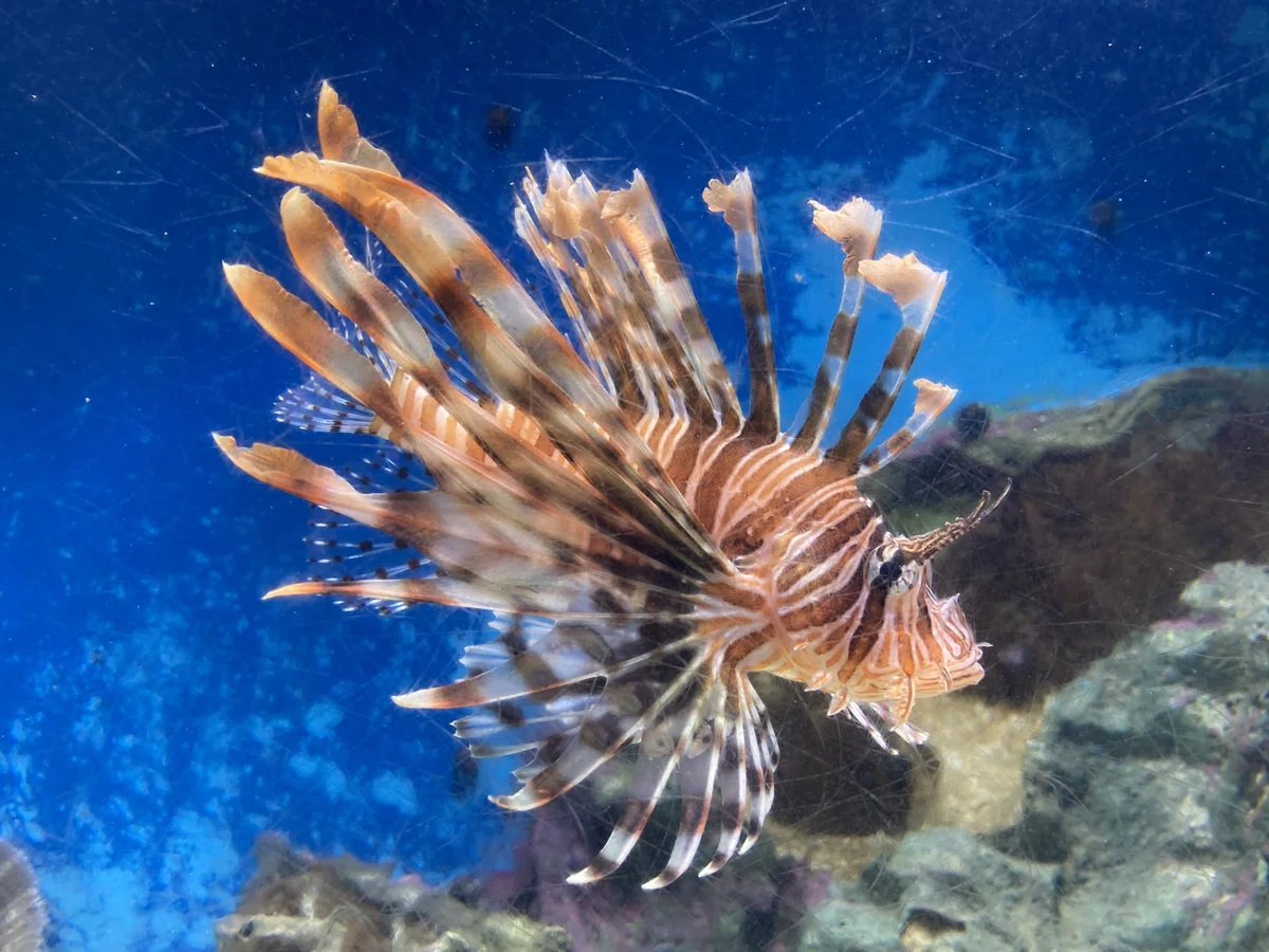ハナミノカサゴ《展示動物解説》｜桂浜水族館 公式