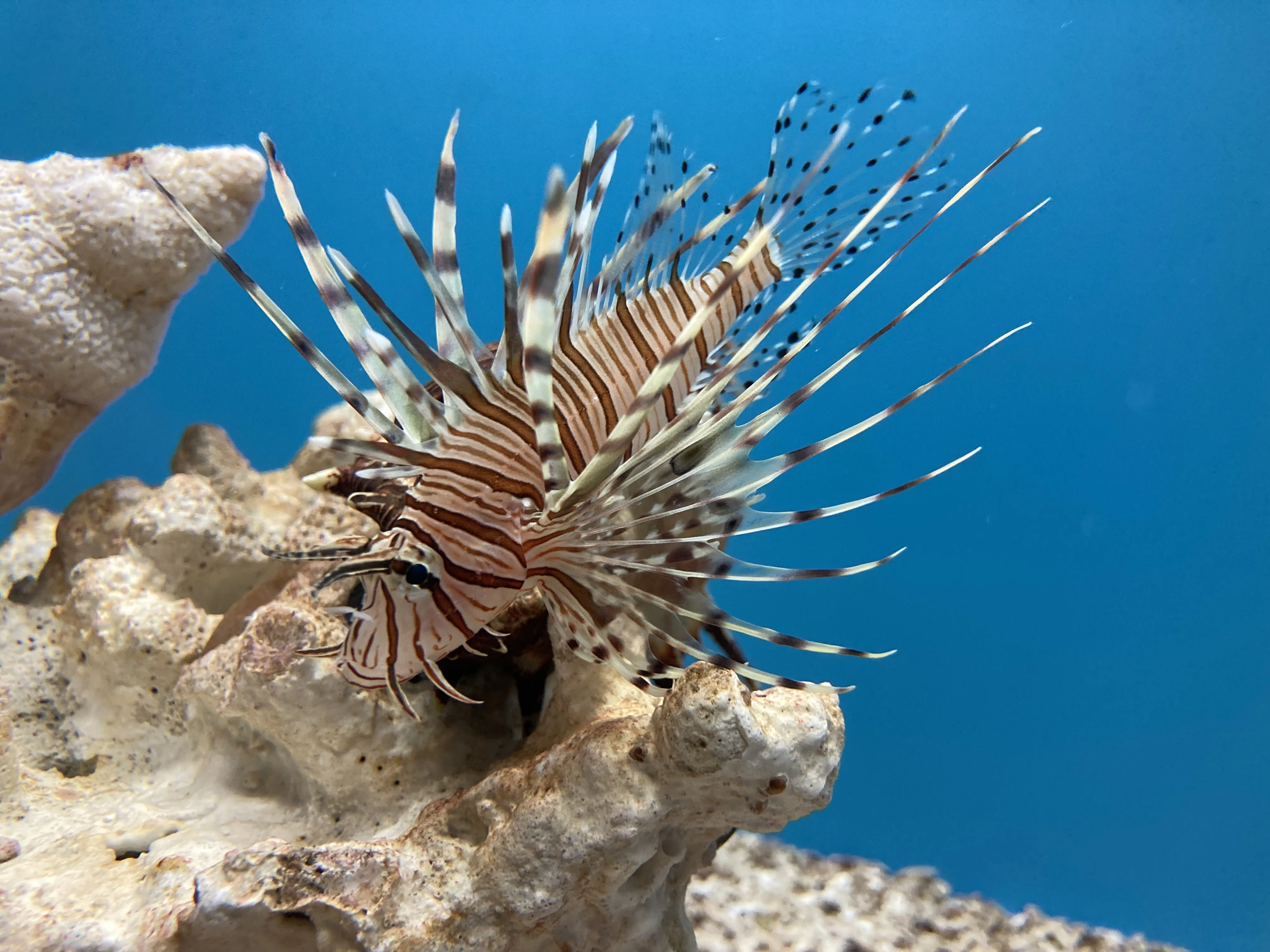 ハナミノカサゴ《展示動物解説》｜桂浜水族館 公式