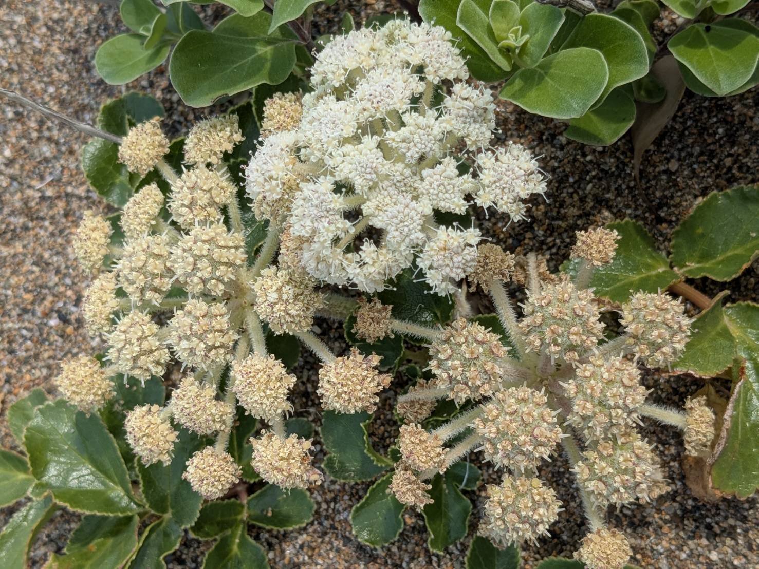 ハマボウフウ 日本料理でおなじみ！八百屋でも売られていた野草｜ぜん