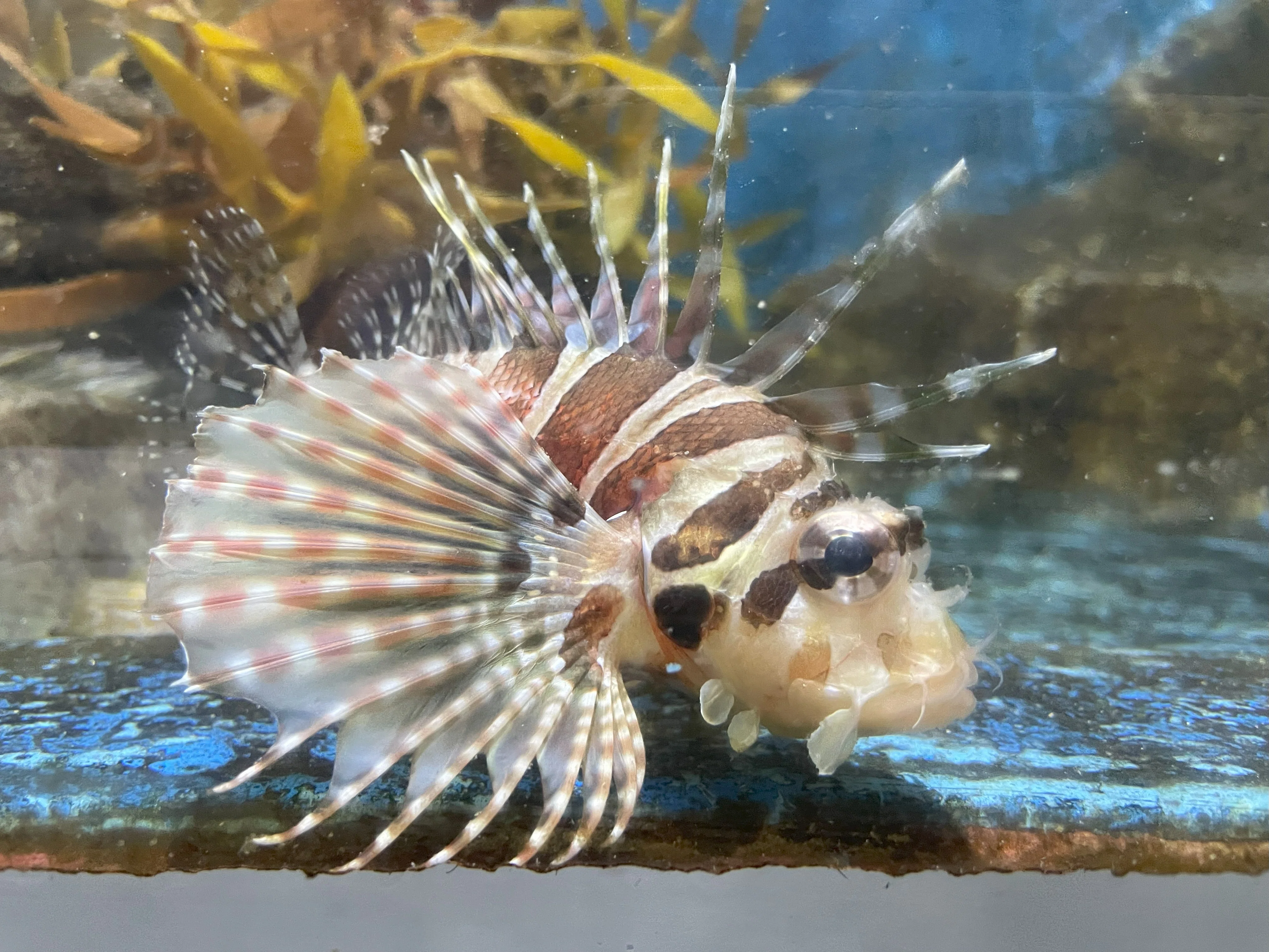 ハナミノカサゴ《展示動物解説》｜桂浜水族館 公式