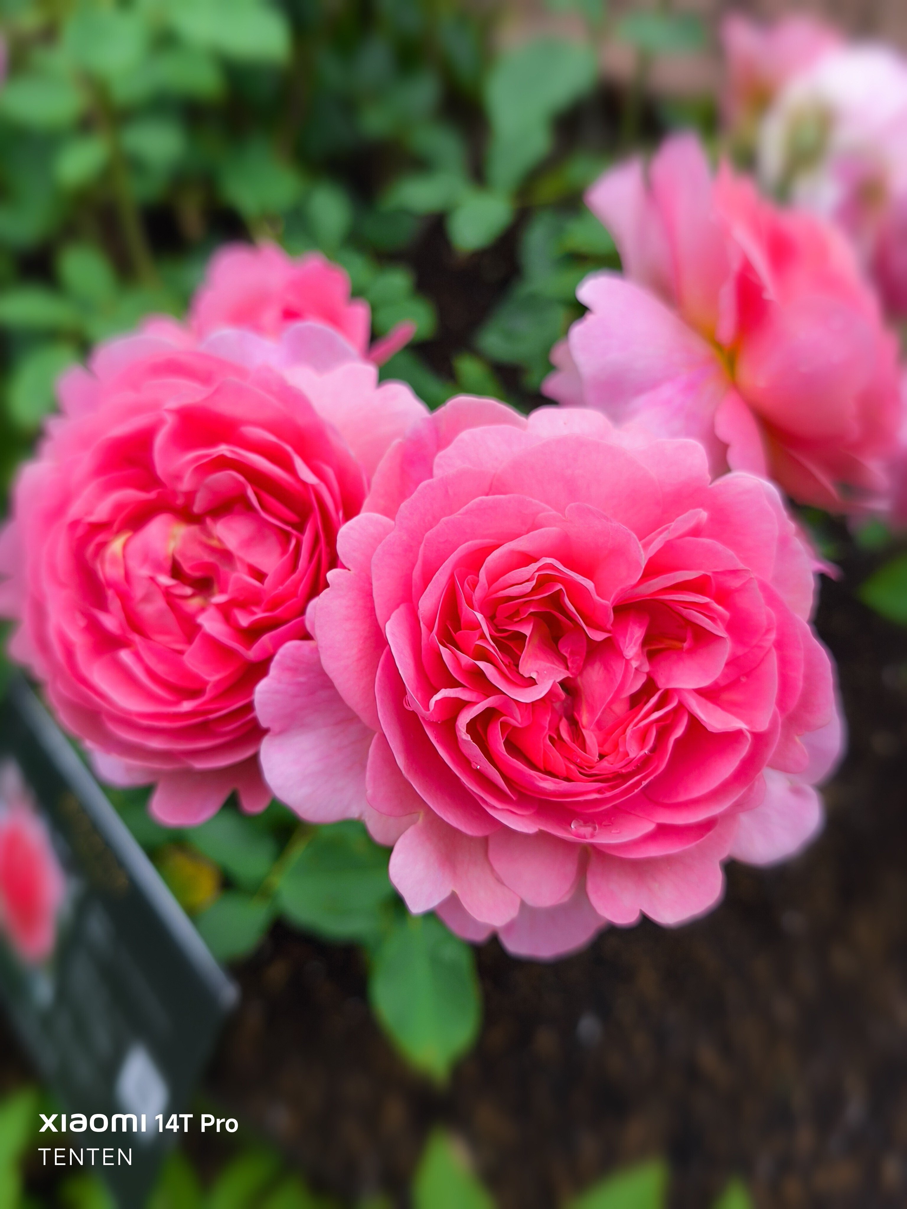 【Xmas✨限定】eve♡インカローズ♡薔薇色の人生♡ピンクオパール♡ 最新作☆薔薇色の真珠『インカローズ』の世界でひとつの天然石