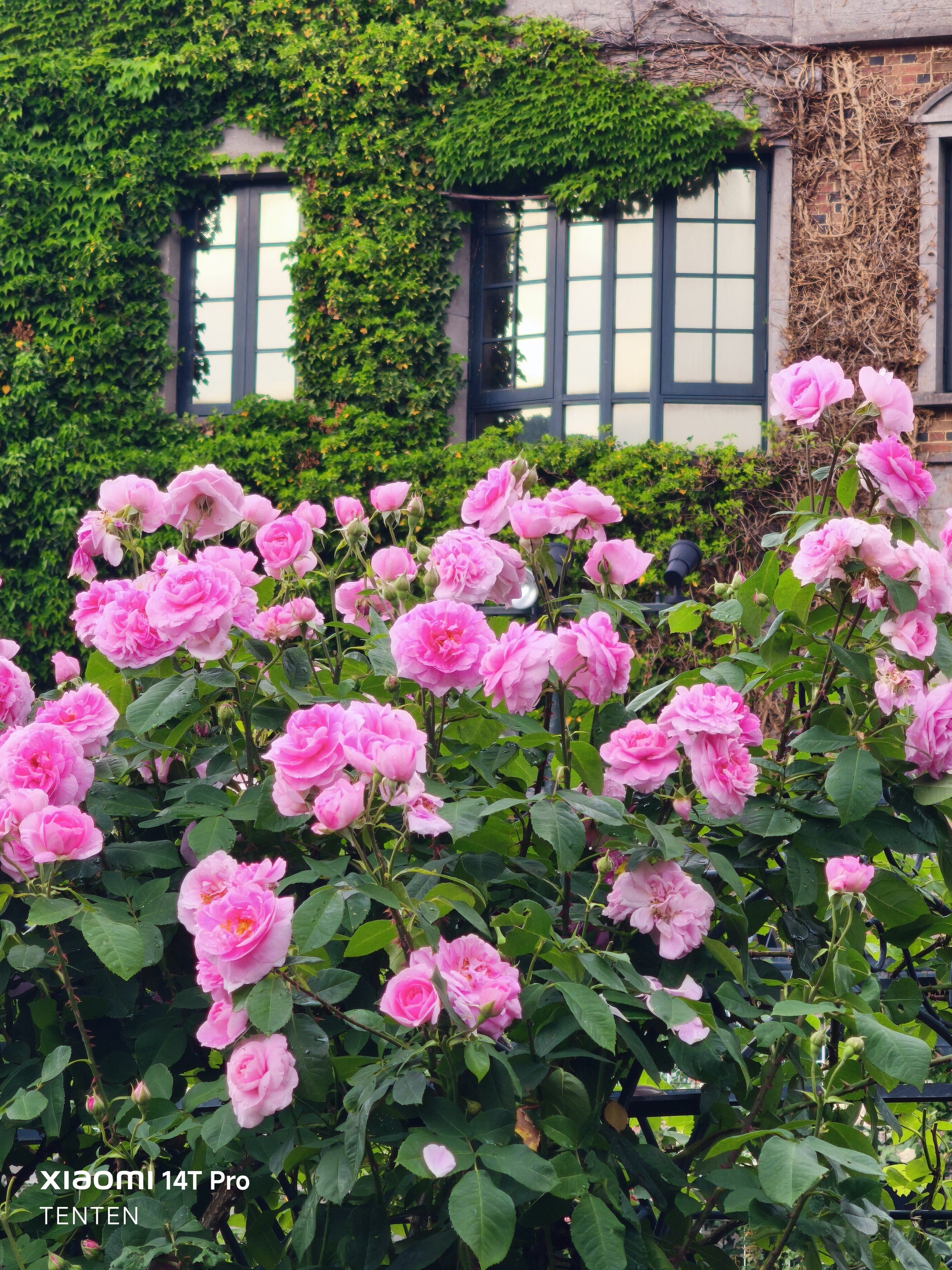 白とピンクのバラのセット5月の庭に咲いているのバラです見るだけで 白とピンクのバラのセット5月の庭に咲いているの