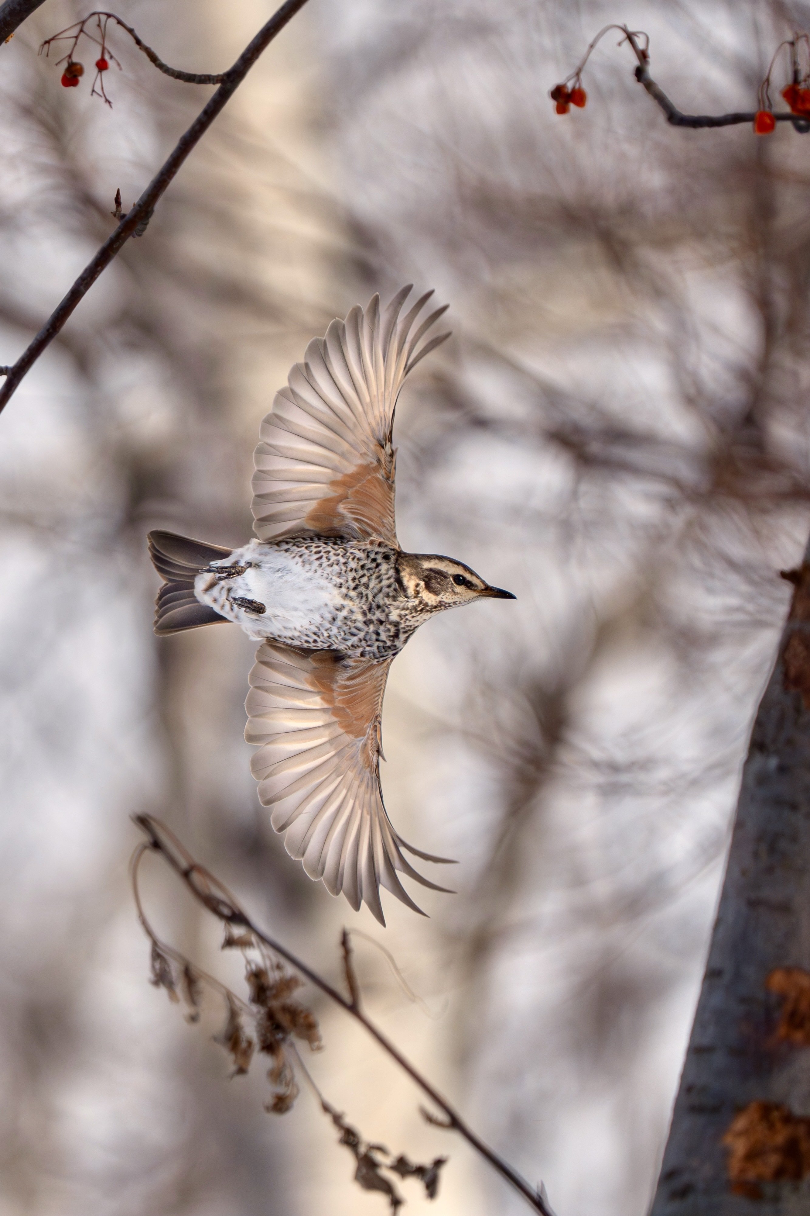 飛ぶ小鳥を撮る 2025年上半期まとめとα9 IIIの設定｜TOLIMAN Hondα