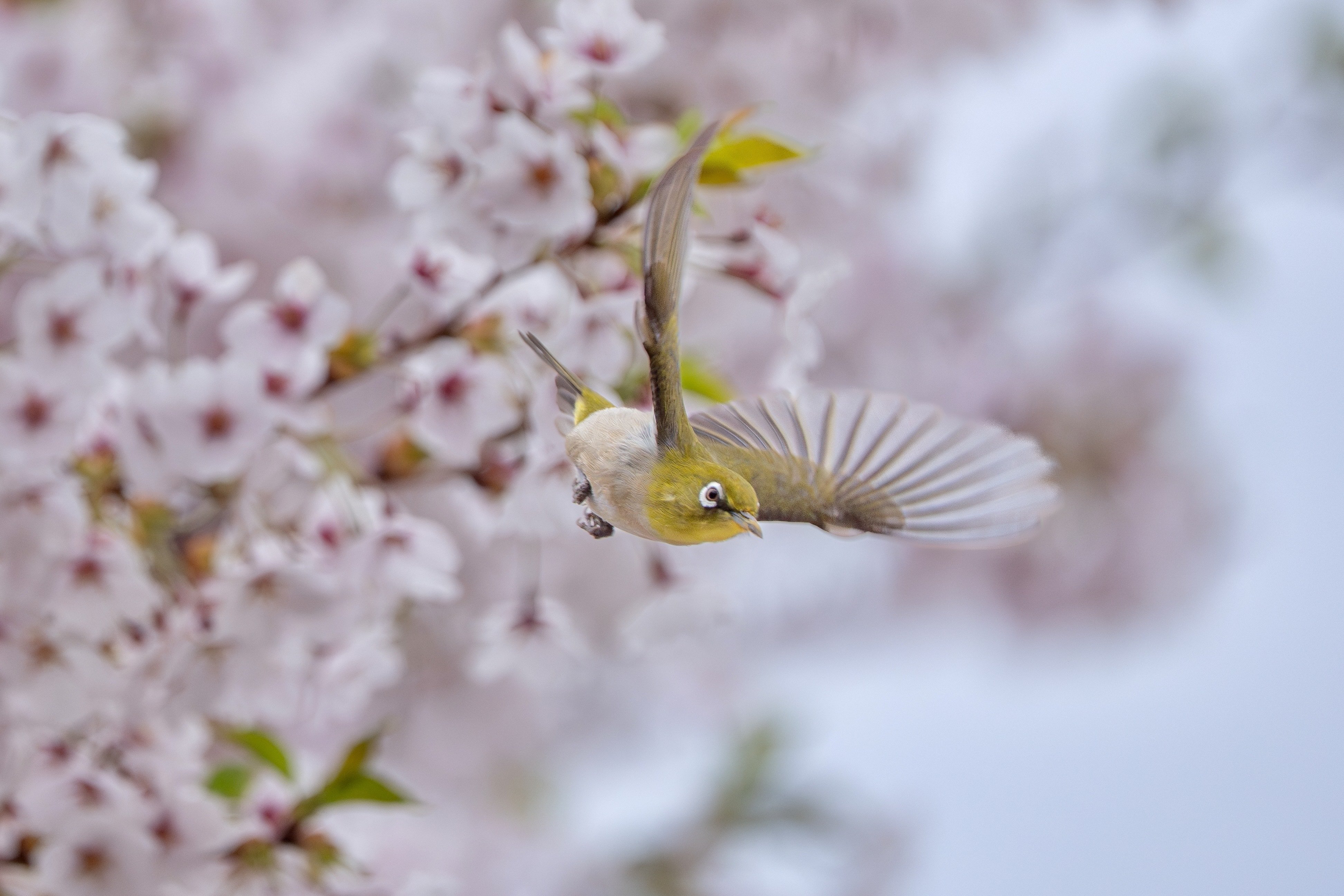 小鳥 飛ぶ小鳥を撮る 2025年上半期まとめとα9 IIIの設定｜TOLIMAN Hondα