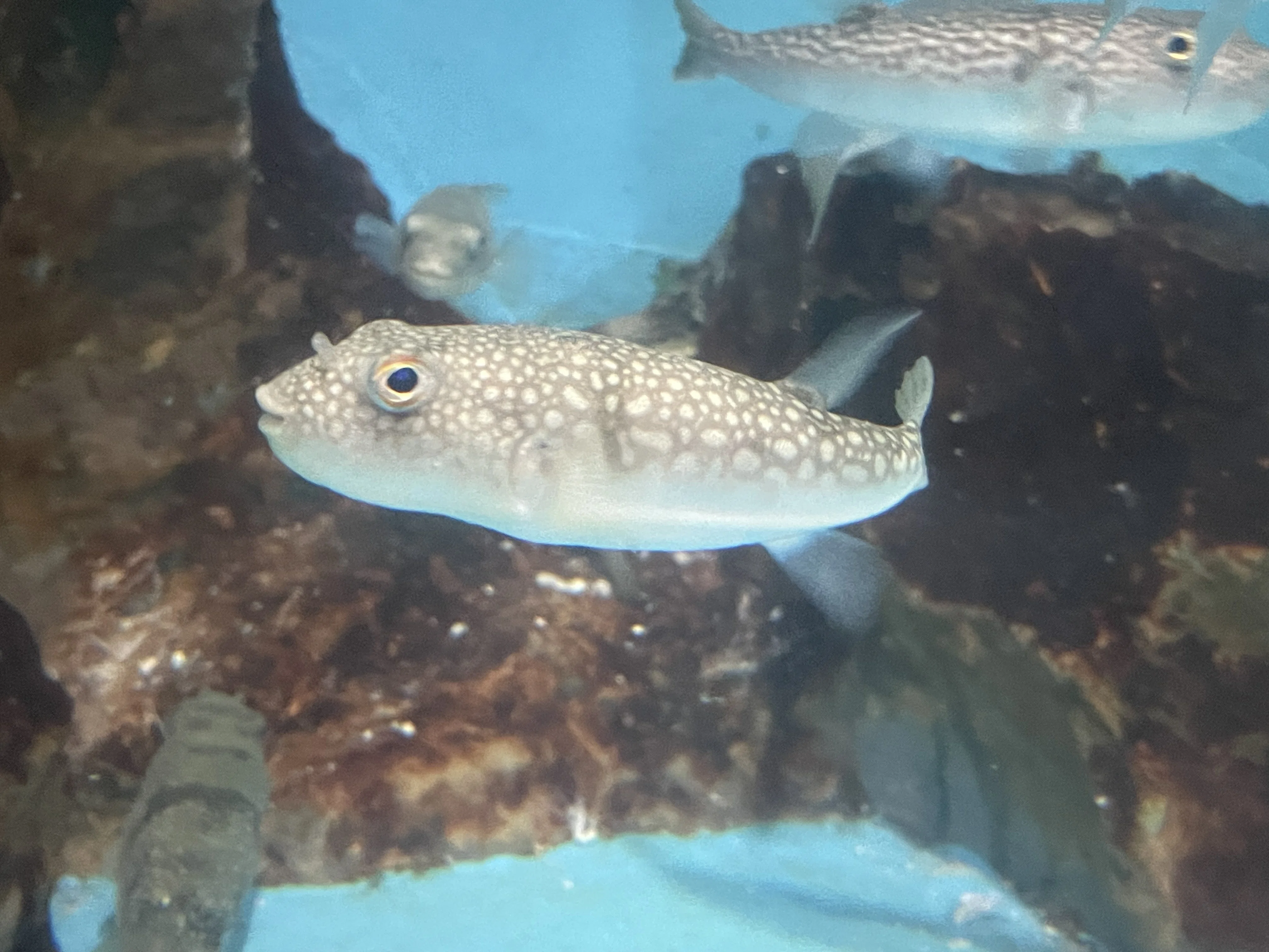 ショウサイフグ《展示動物解説》｜桂浜水族館 公式