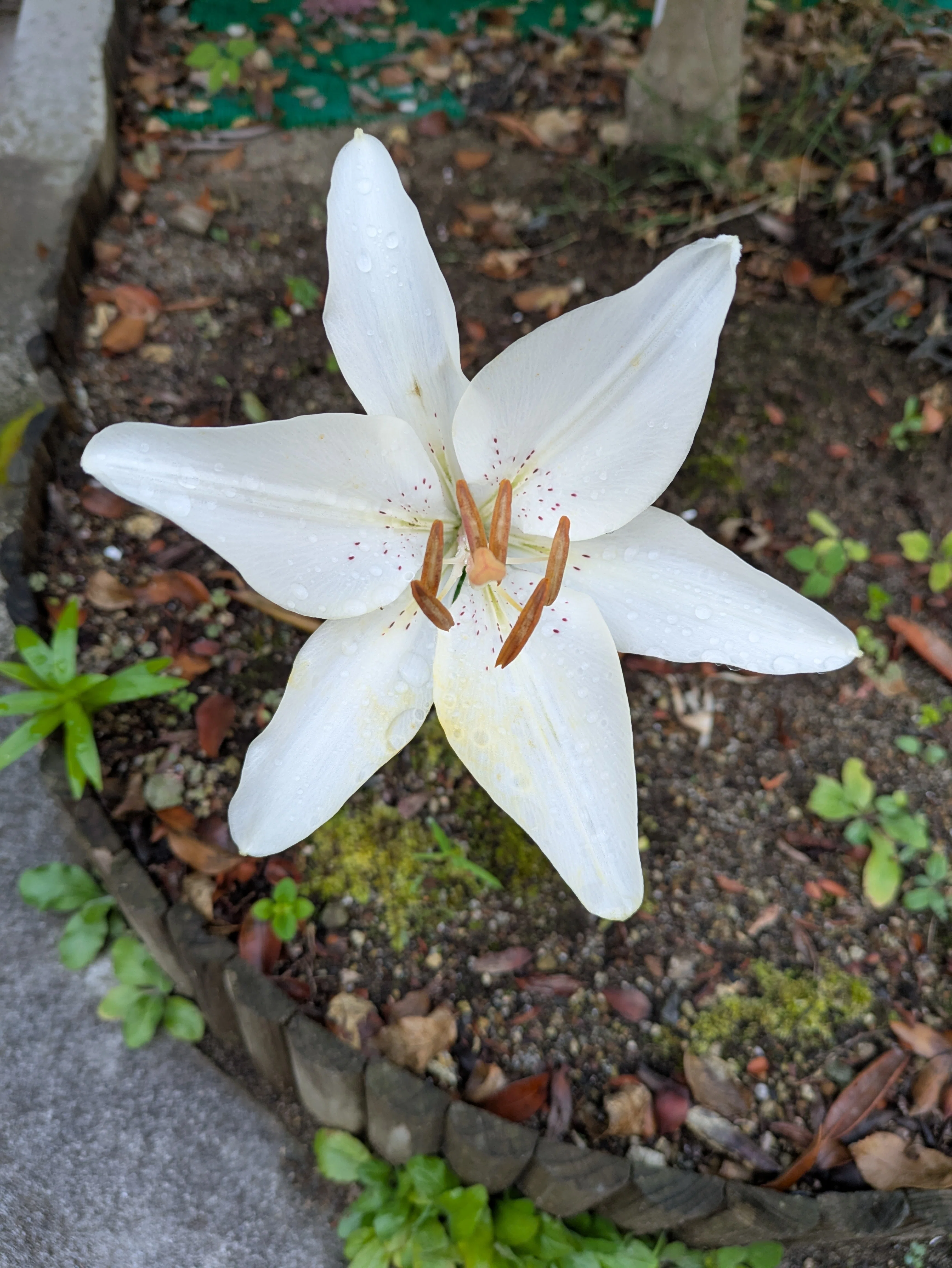 🌸百合の花に感じた美しさと“かすかな違和感”──色と形を観察して