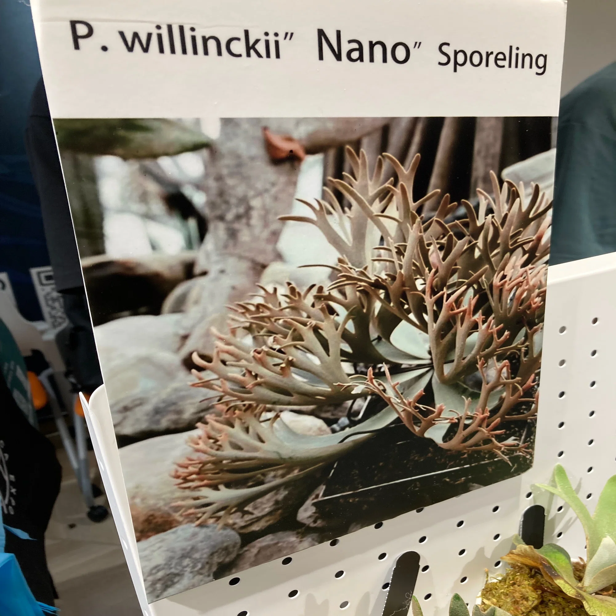 ビカクシダ・nano - 我がベランダに仲間入り｜ベランダ園芸家 げここ