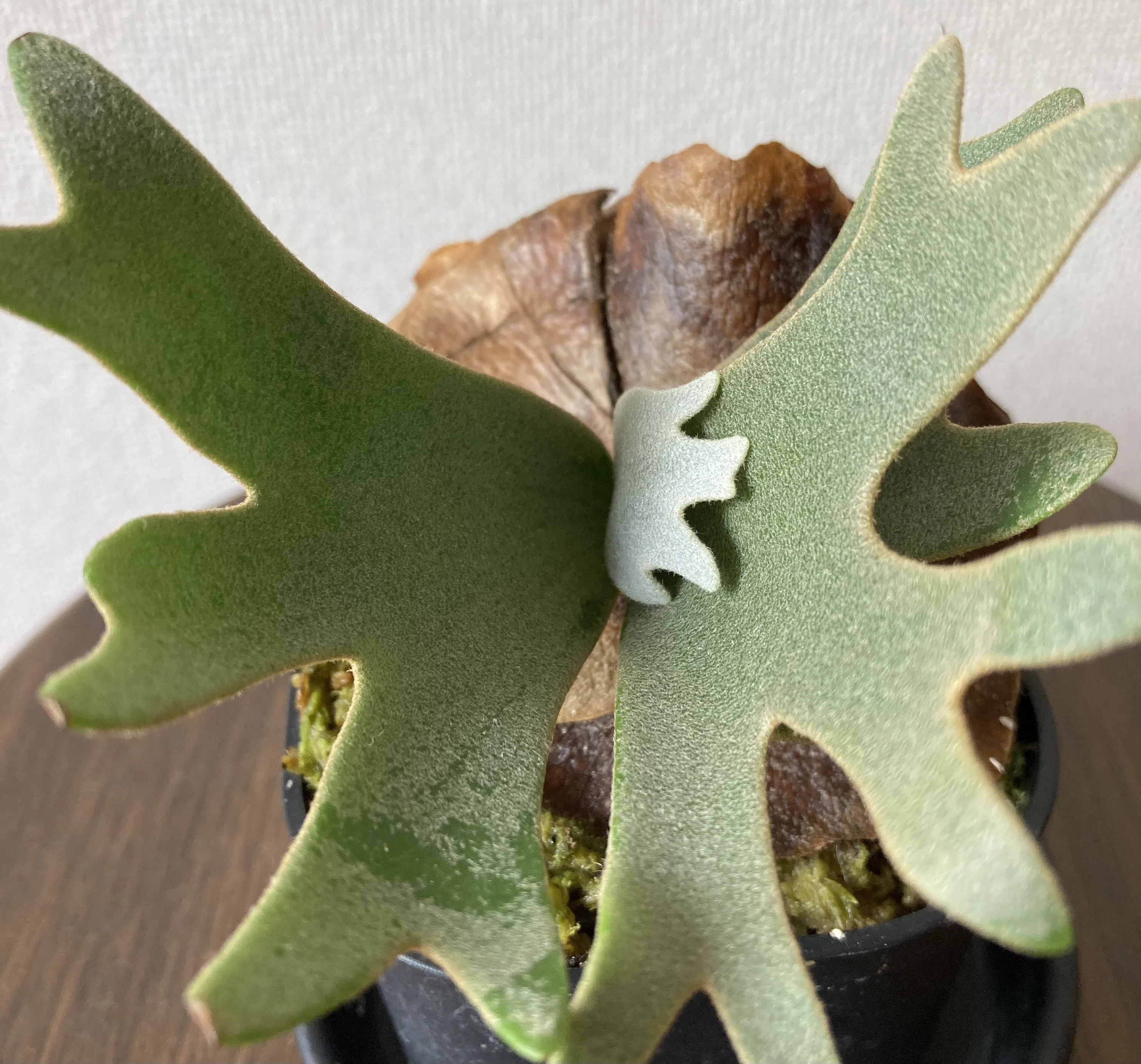 ビカクシダ・nano - 我がベランダに仲間入り｜ベランダ園芸家 げここ