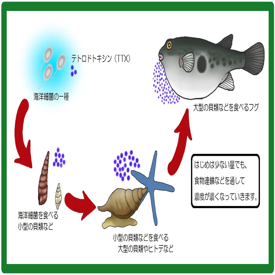 クサフグ《展示動物解説》｜桂浜水族館 公式