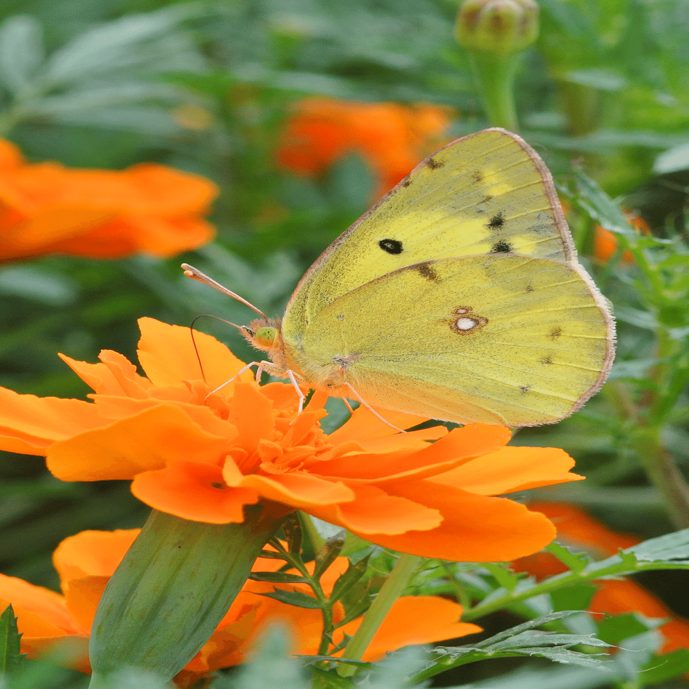 モンキチョウ（オス）｜INSETTO