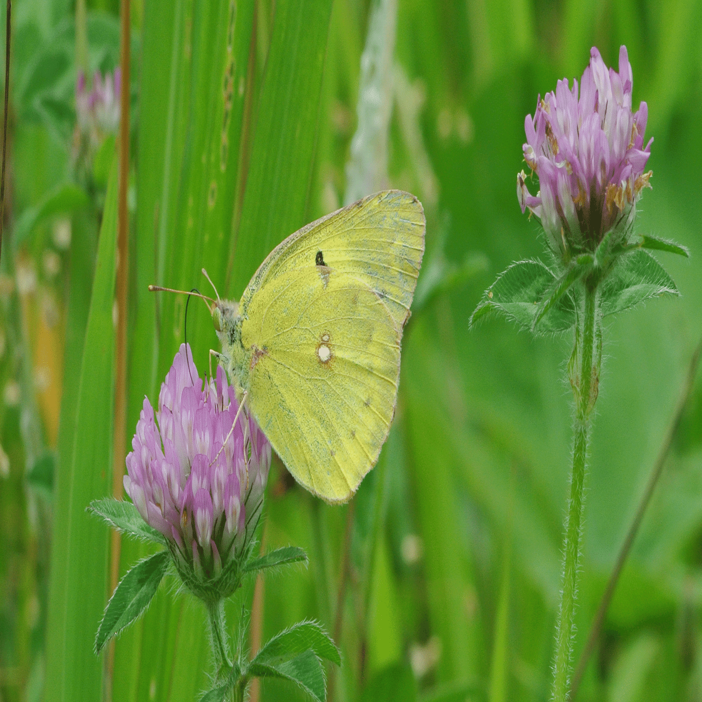 石木文　モンシロチョウとお花　オーバル　未使用 モンキチョウ（オス）｜INSETTO