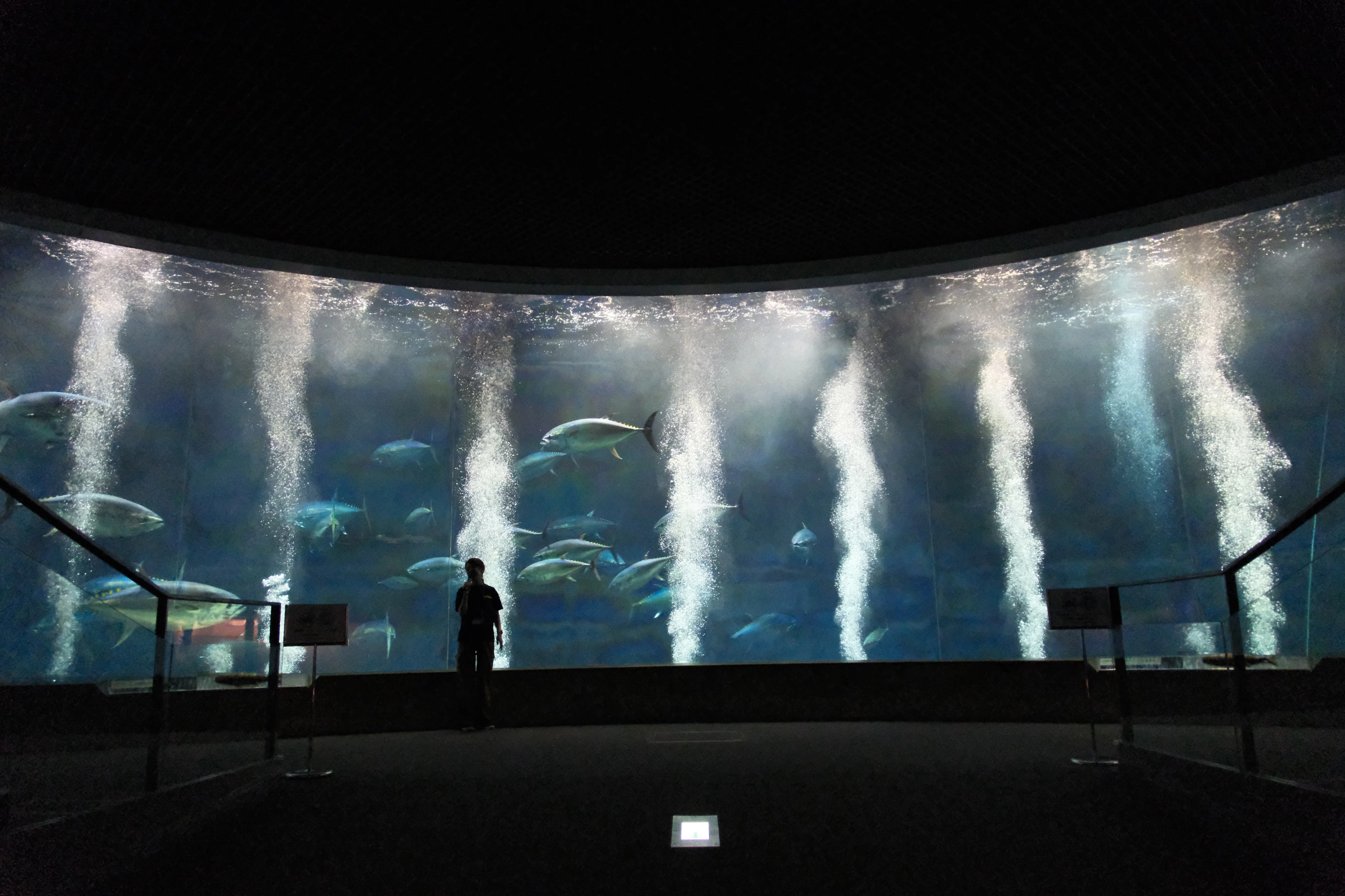 53.葛西臨海水族園 SIGMA16-300｜残すなら旅の写真を｜MAI