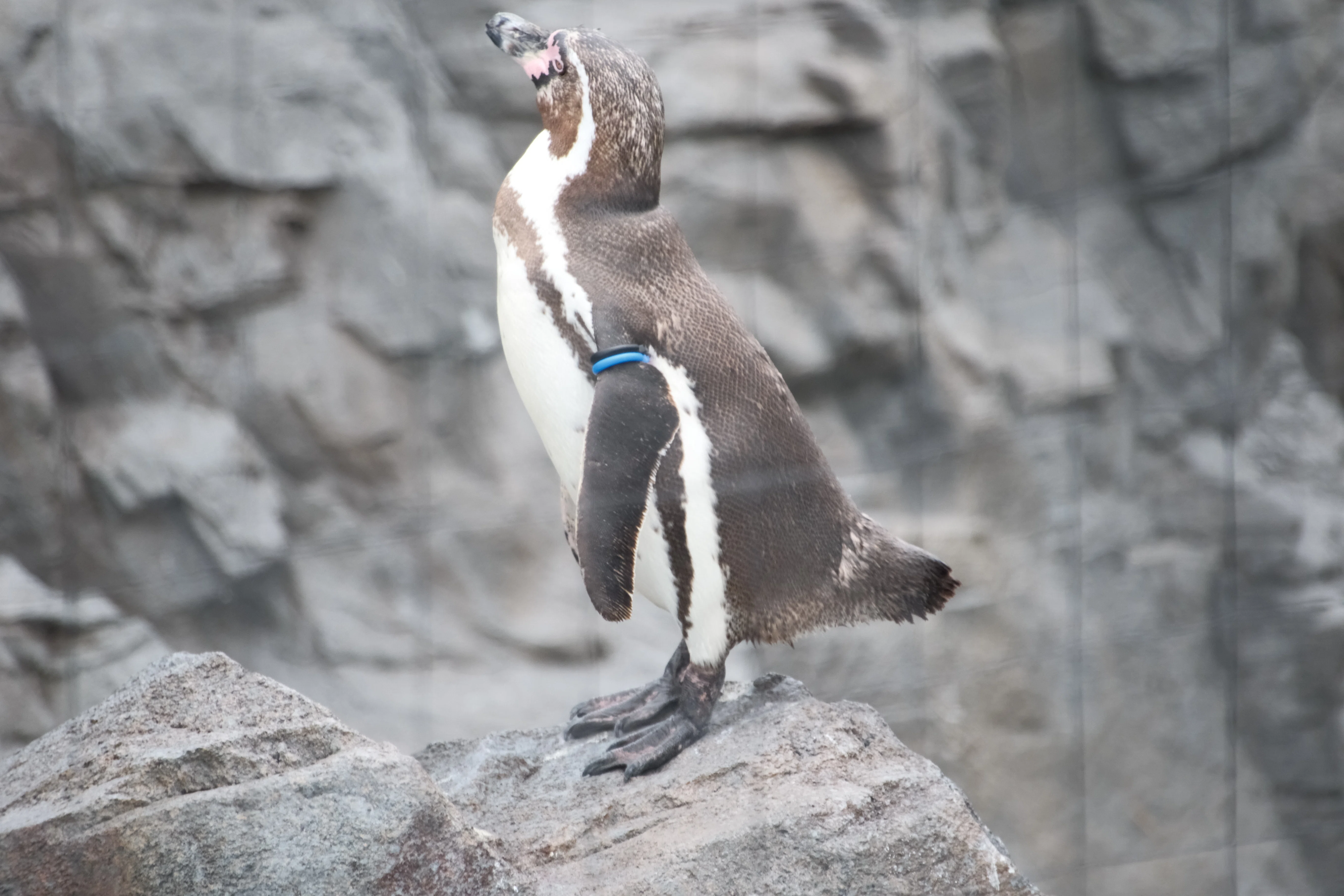53.葛西臨海水族園 SIGMA16-300｜残すなら旅の写真を｜MAI