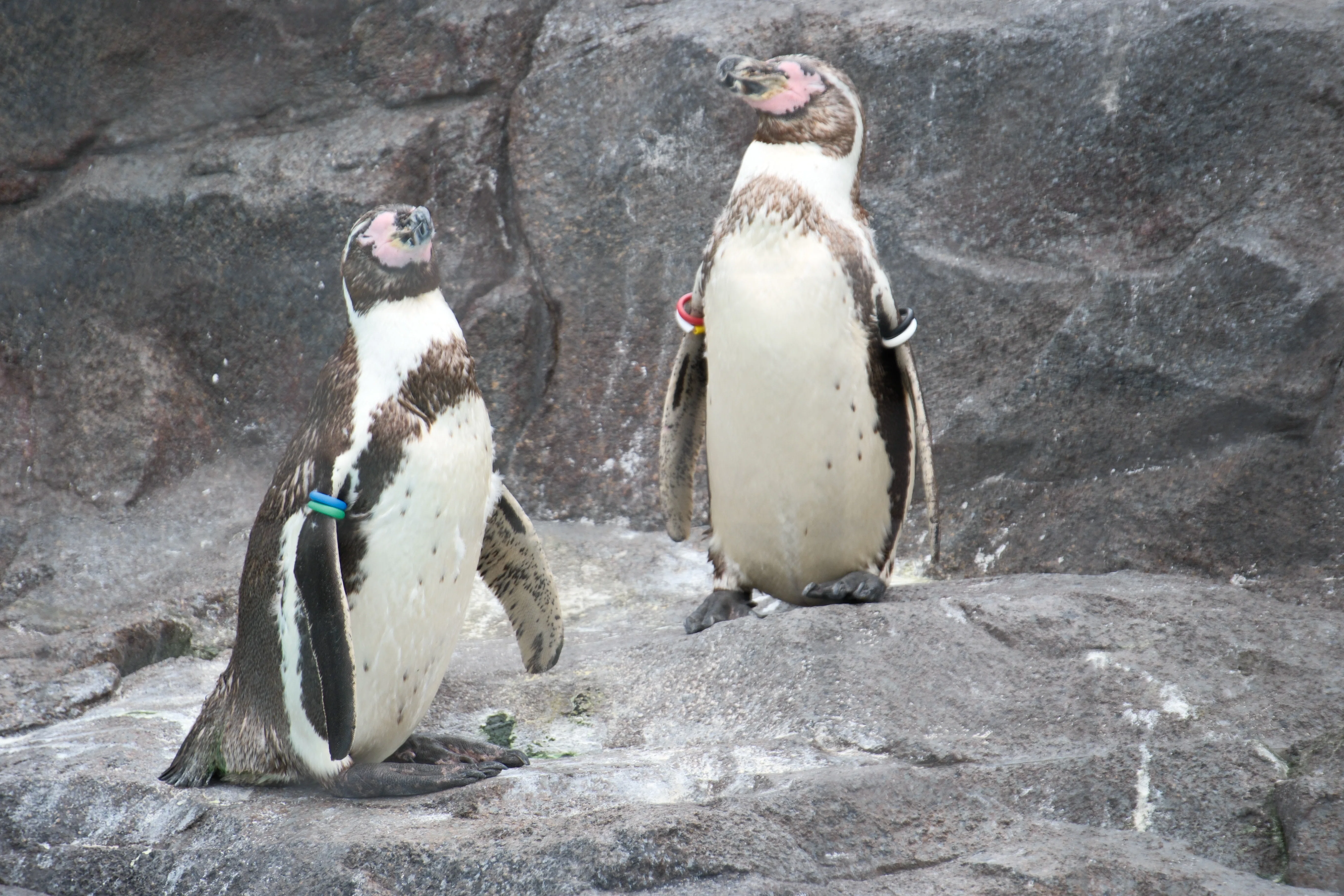 ◆オーダー用◆ダイカット 公園 水族館 動物園 海水浴タイトル 53.葛西臨海水族園 SIGMA16-300｜残すなら旅の写真を｜MAI