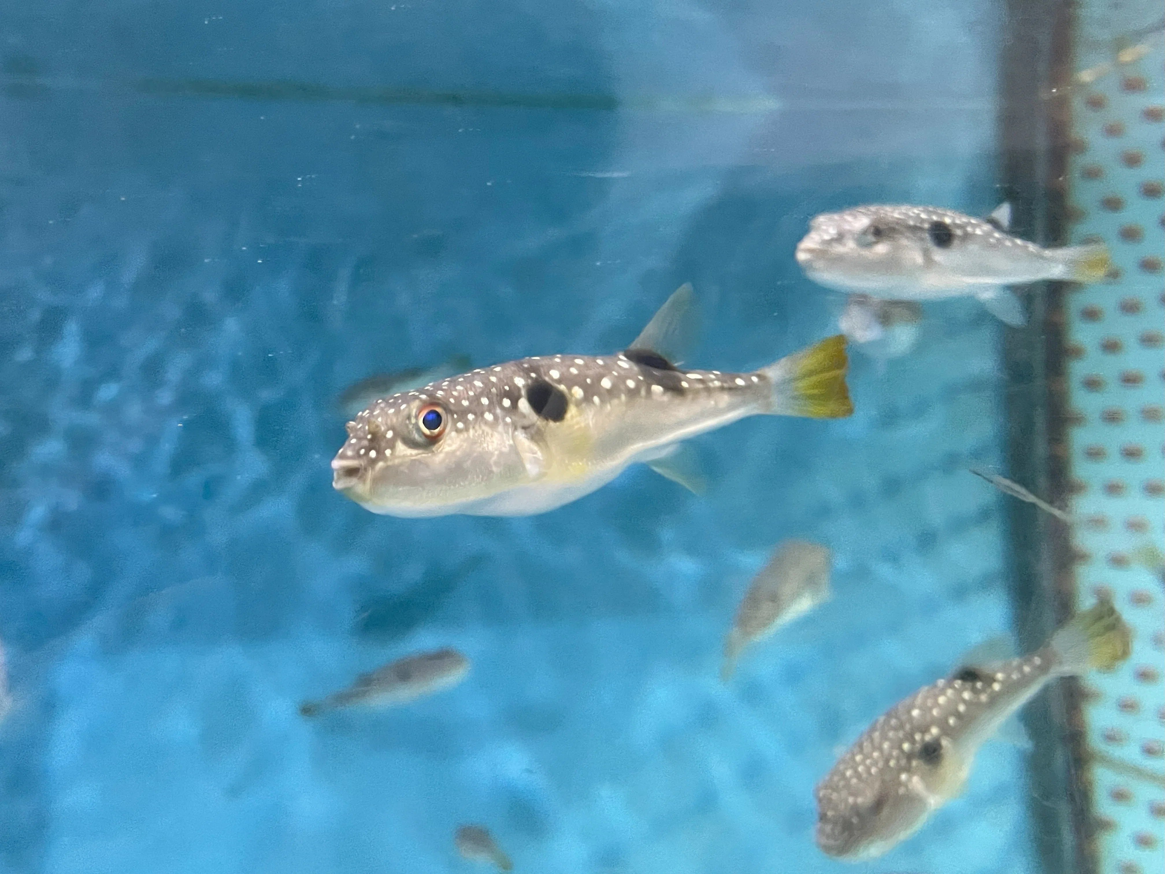 クサフグ《展示動物解説》｜桂浜水族館 公式