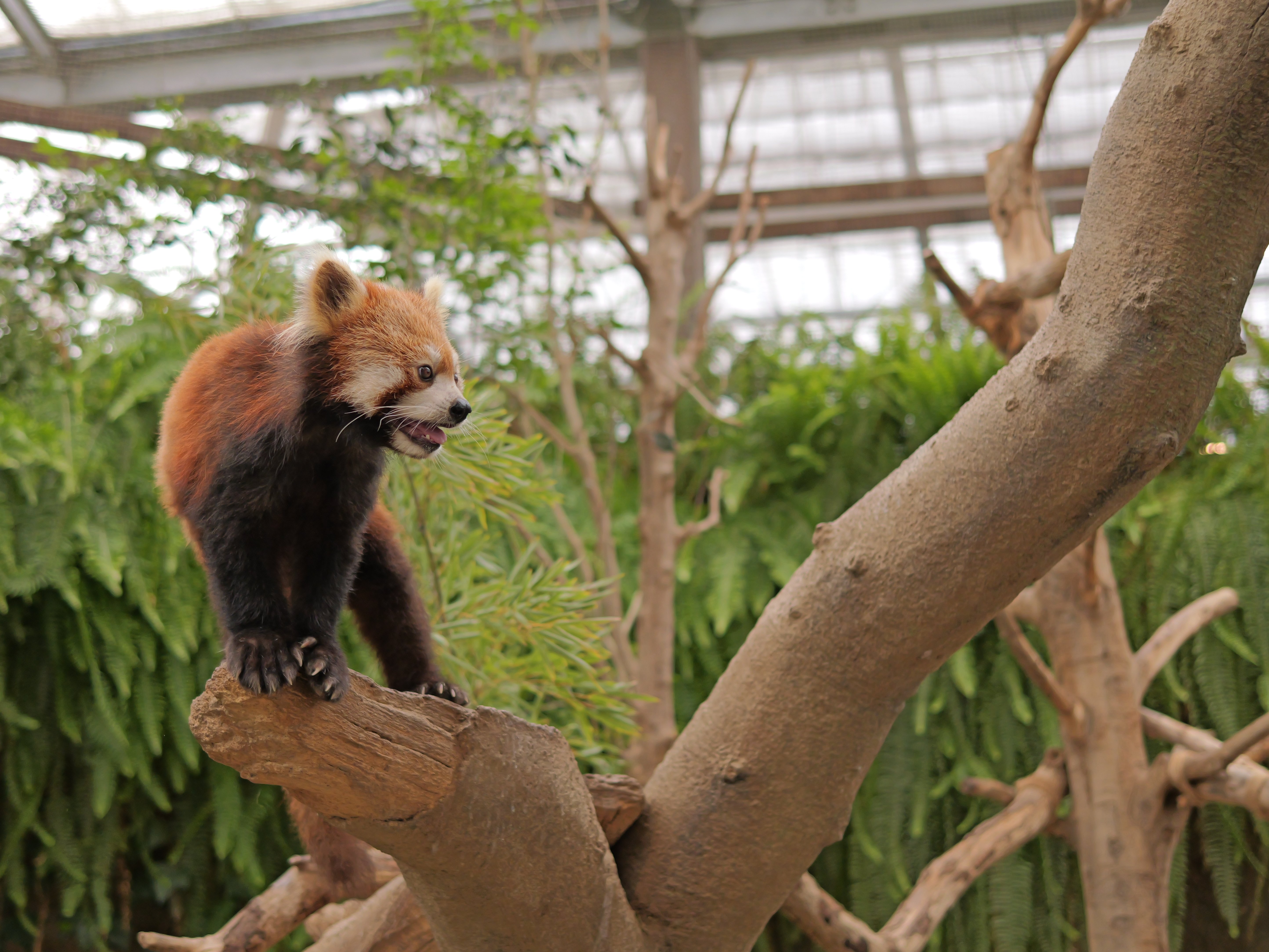 LEICA DG SUMMILUX 25mm / F1.4 II ASPH.【Library】｜LUMIX Lens Letters