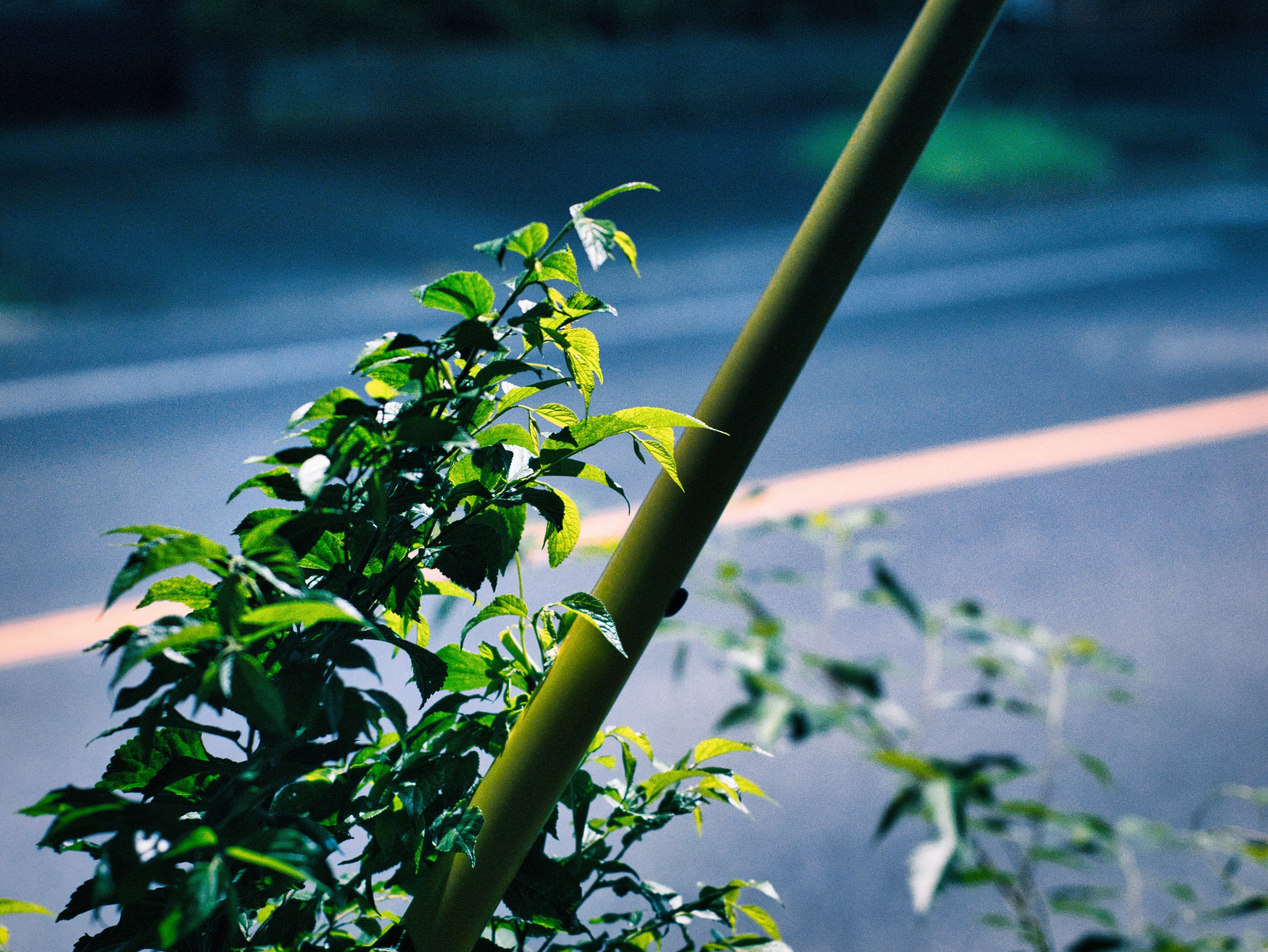 作例あり＞ Olympus OM-2 + 50mm F1.4 OLYMPUS OM-SYSTEM G.ZUIKO AUTO