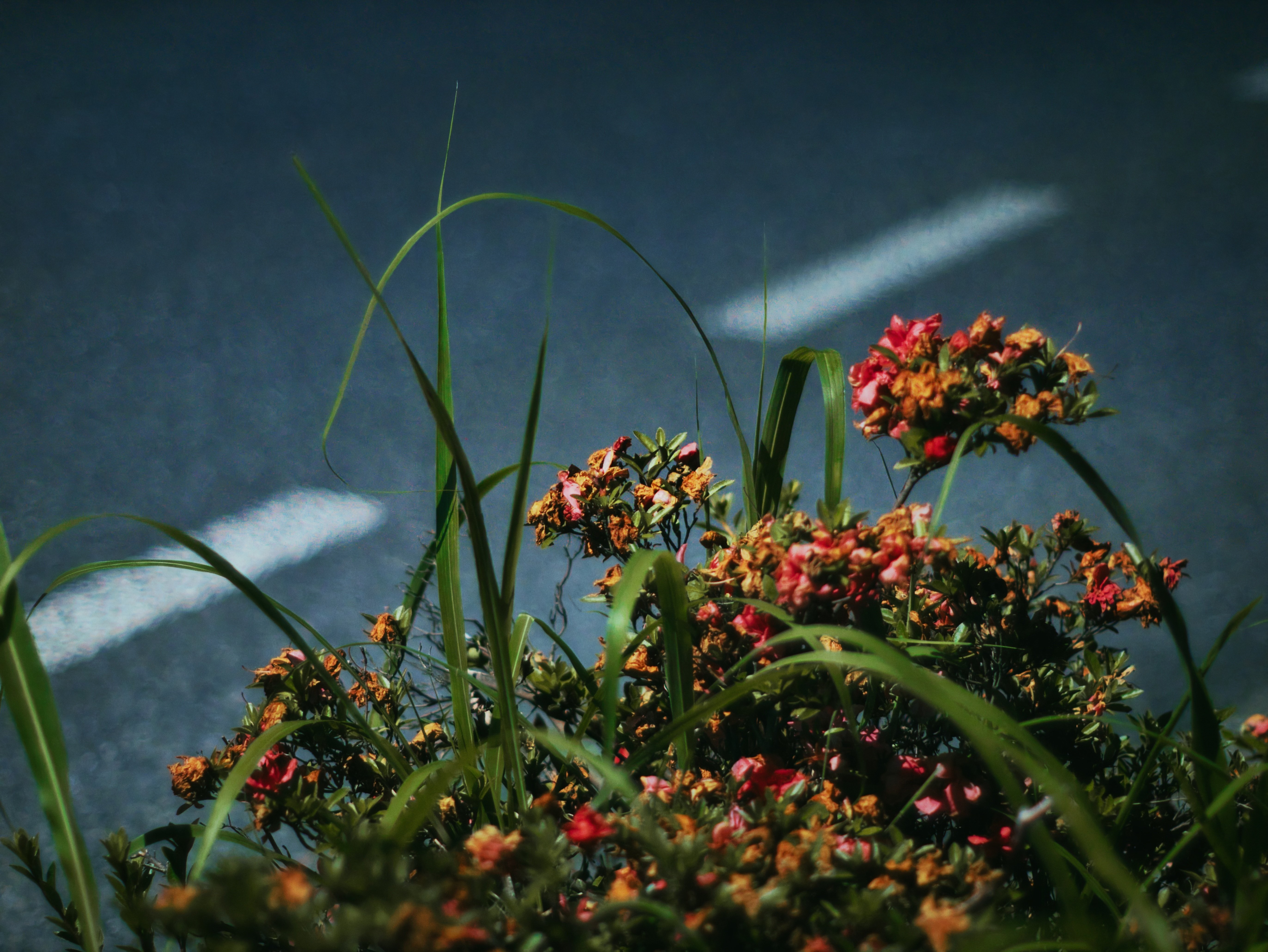 ＜作例あり＞ Olympus OM-2 + 50mm F1.4 OLYMPUS OM-SYSTEM G.ZUIKO AUTO-S 50mm F1.4 レビュー』オールド