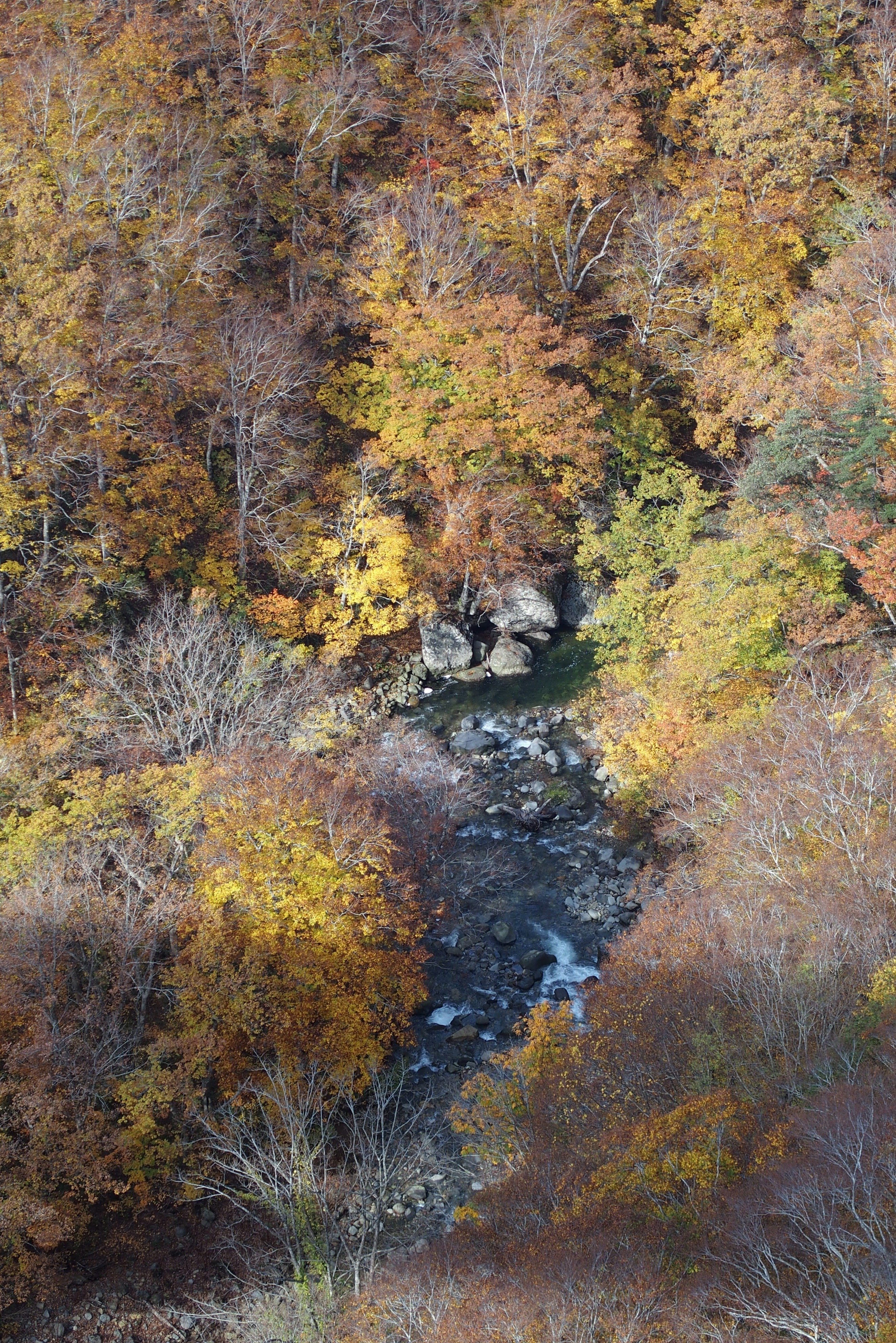旅行記 ／ 奥入瀬・八甲田 錦秋の青森で紅葉を鑑賞 (2024/10)｜猫山