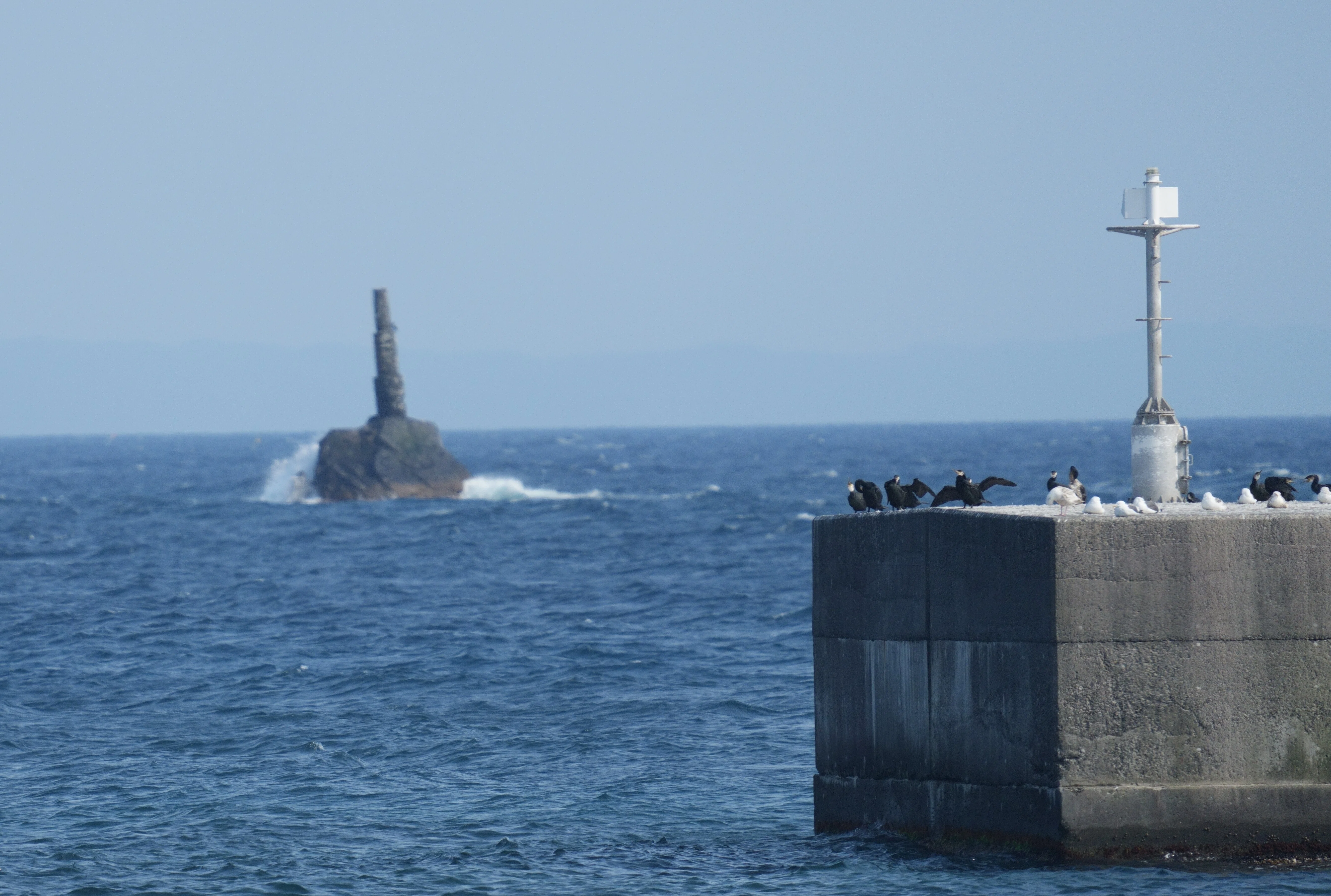 ウミガラスを見に天売島へ2｜新潟生き物同好会「みなも」