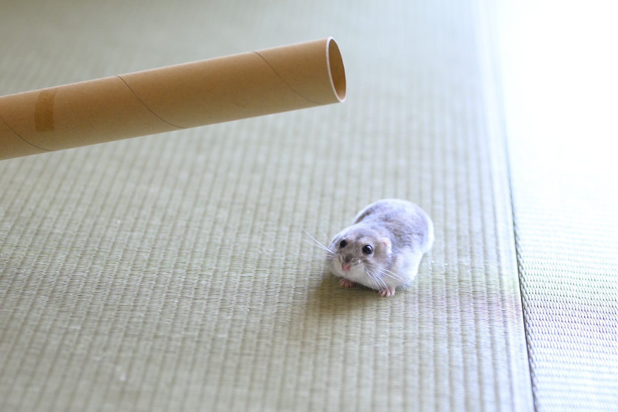 いろんな角度からハムスター｜ぱる