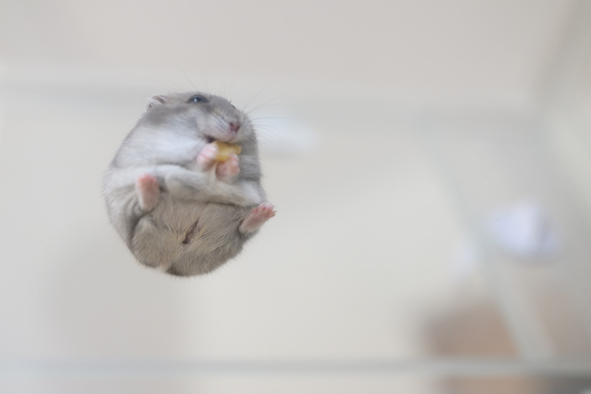 いろんな角度からハムスター｜ぱる