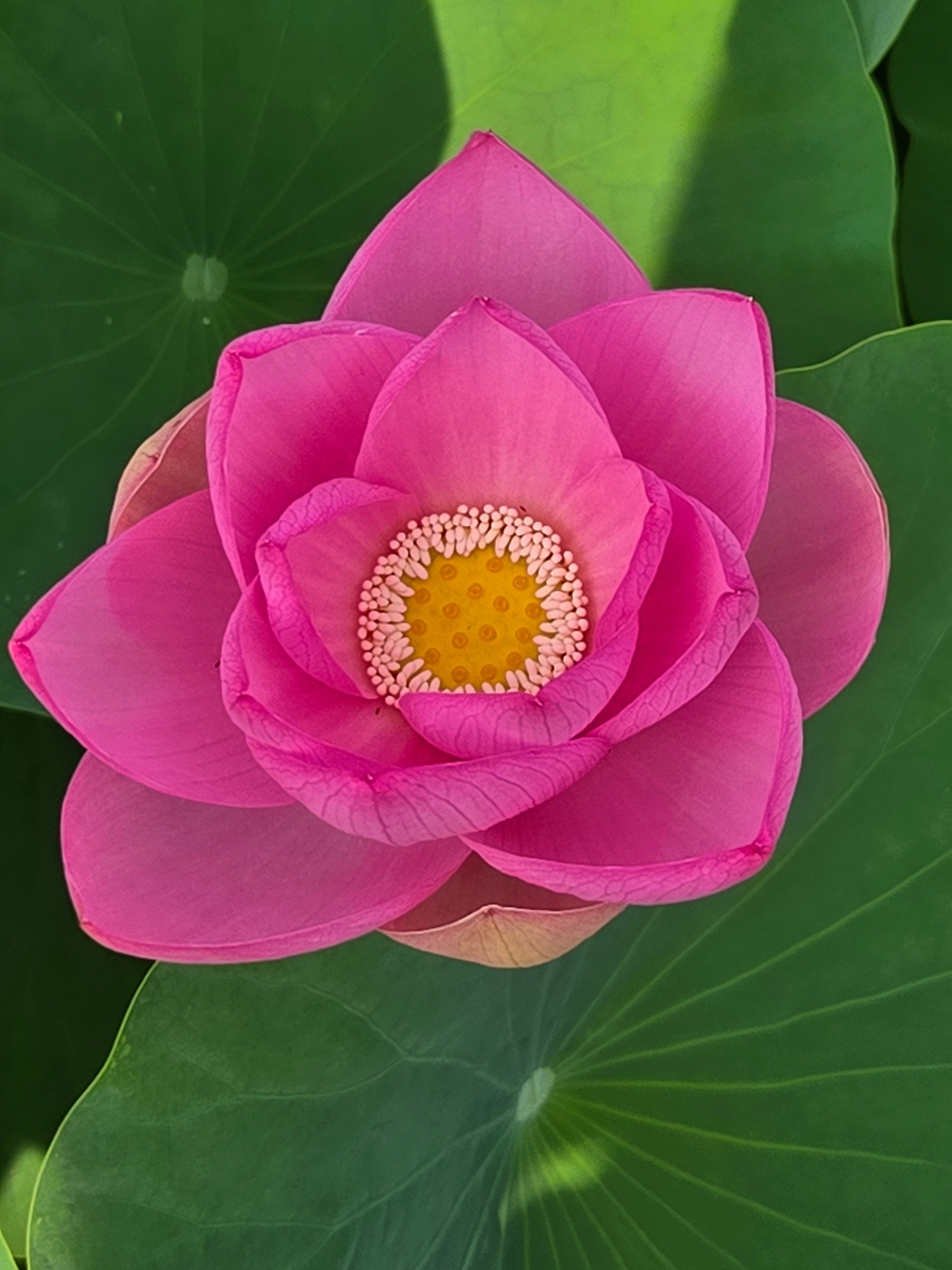 オオガハス】♯1@千葉公園2025年6月28(土)午前7時～8時頃の記録｜ふわり