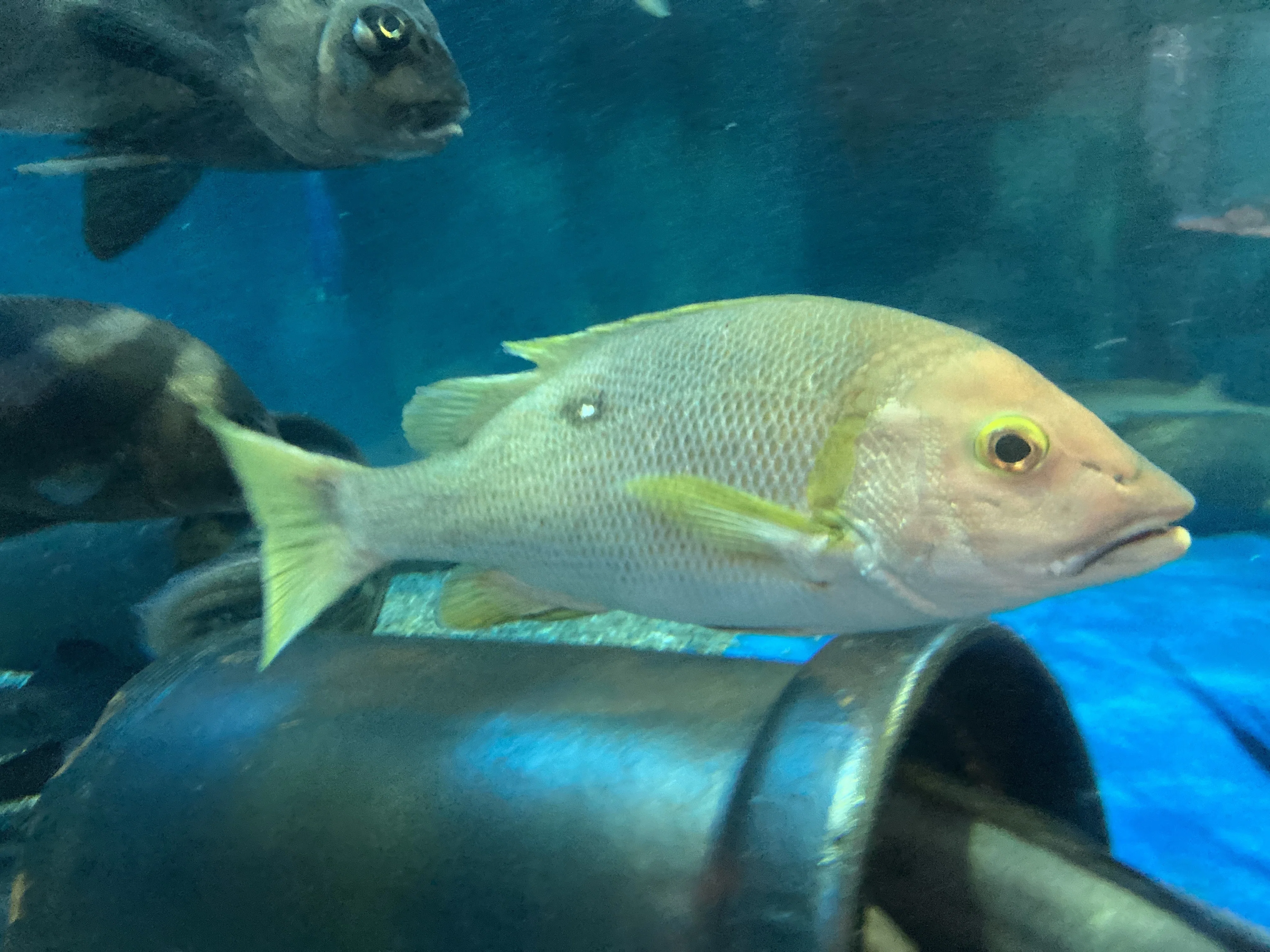 フエダイ《展示動物解説》｜桂浜水族館 公式